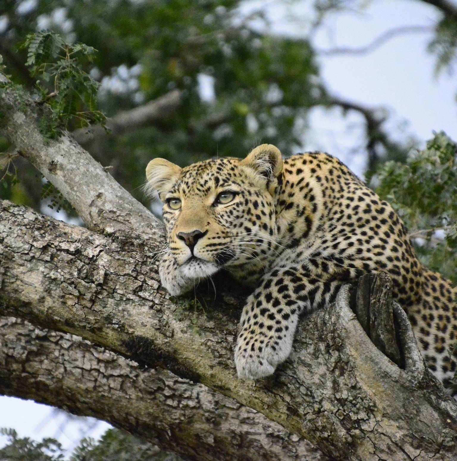 Nairobi to Masai Mara National Reserve — Nairobi