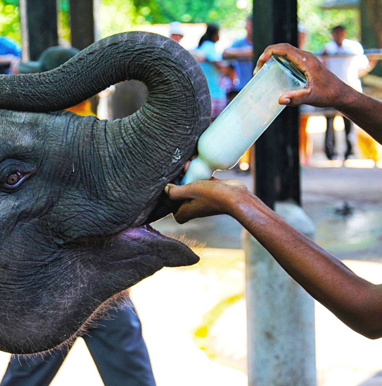 Yala National Park — Yala National Park