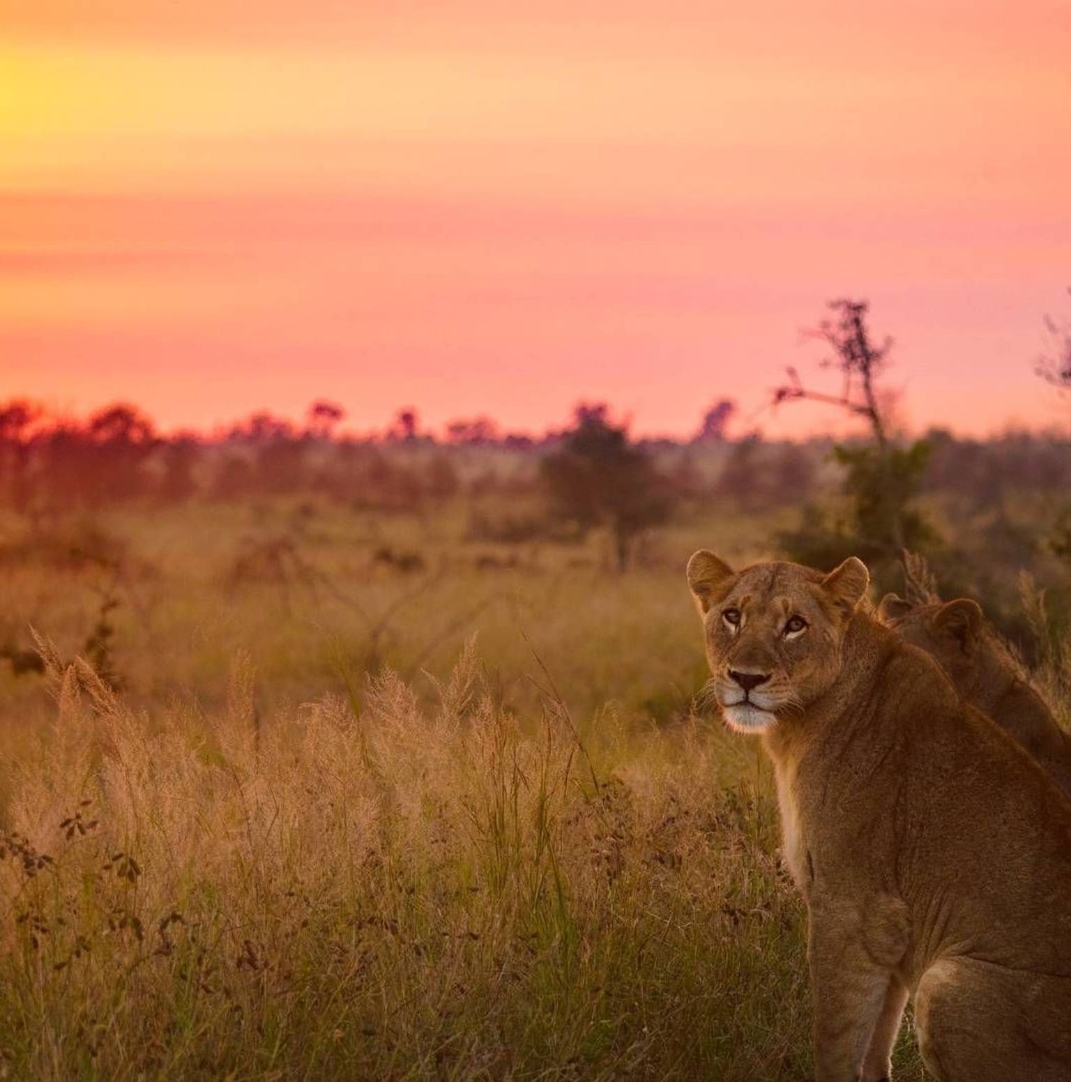 safari into the Kruger National Park on open safari vehicles — Kruger National Park