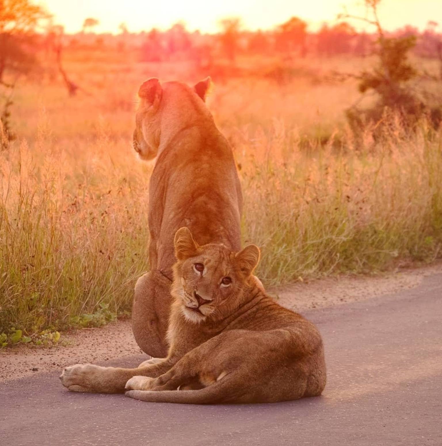 Kruger National Park game drives and a safari/bush walk — Kruger National Park