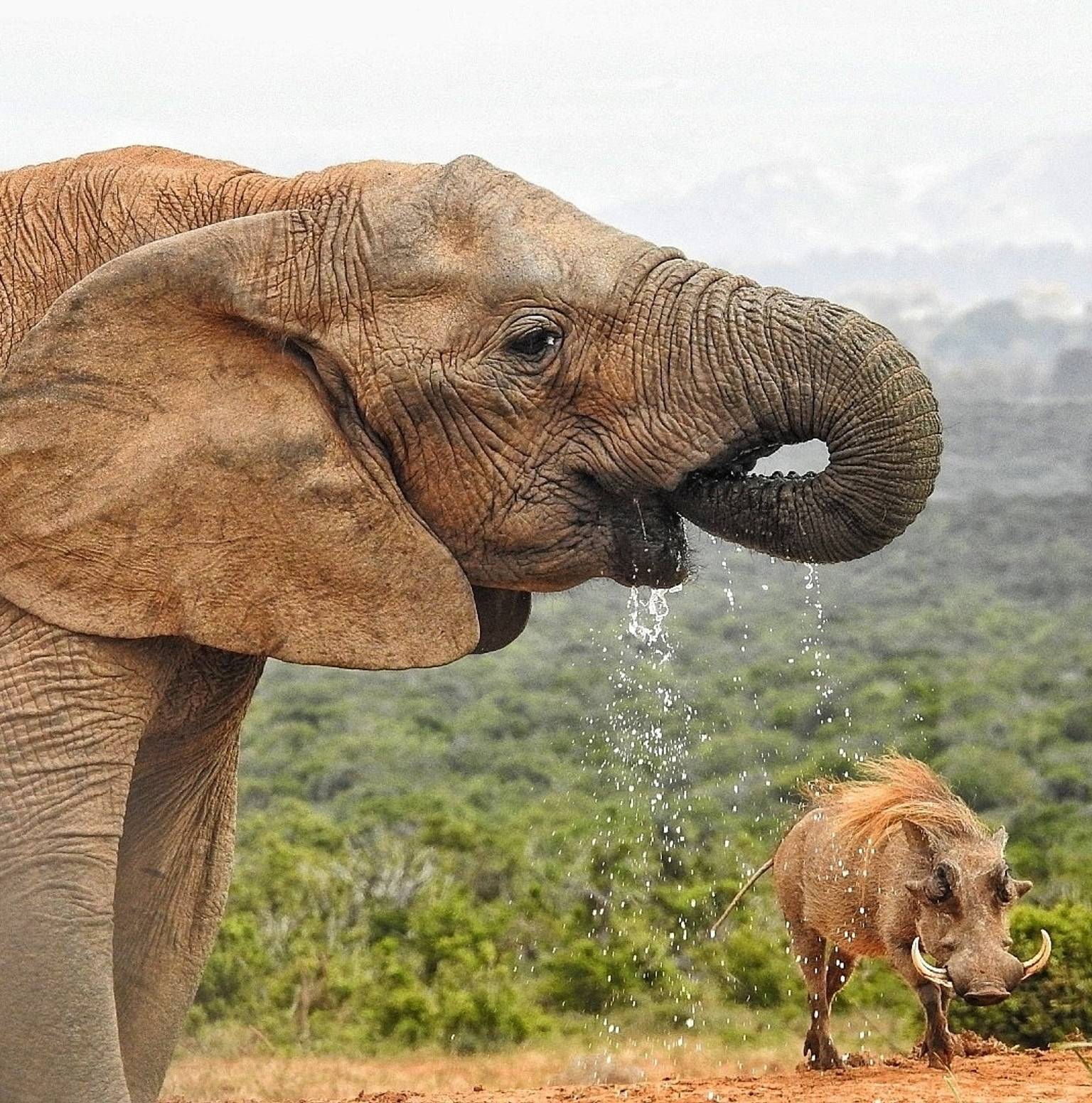 Addo Elephant National Park — Addo Elephant National Park