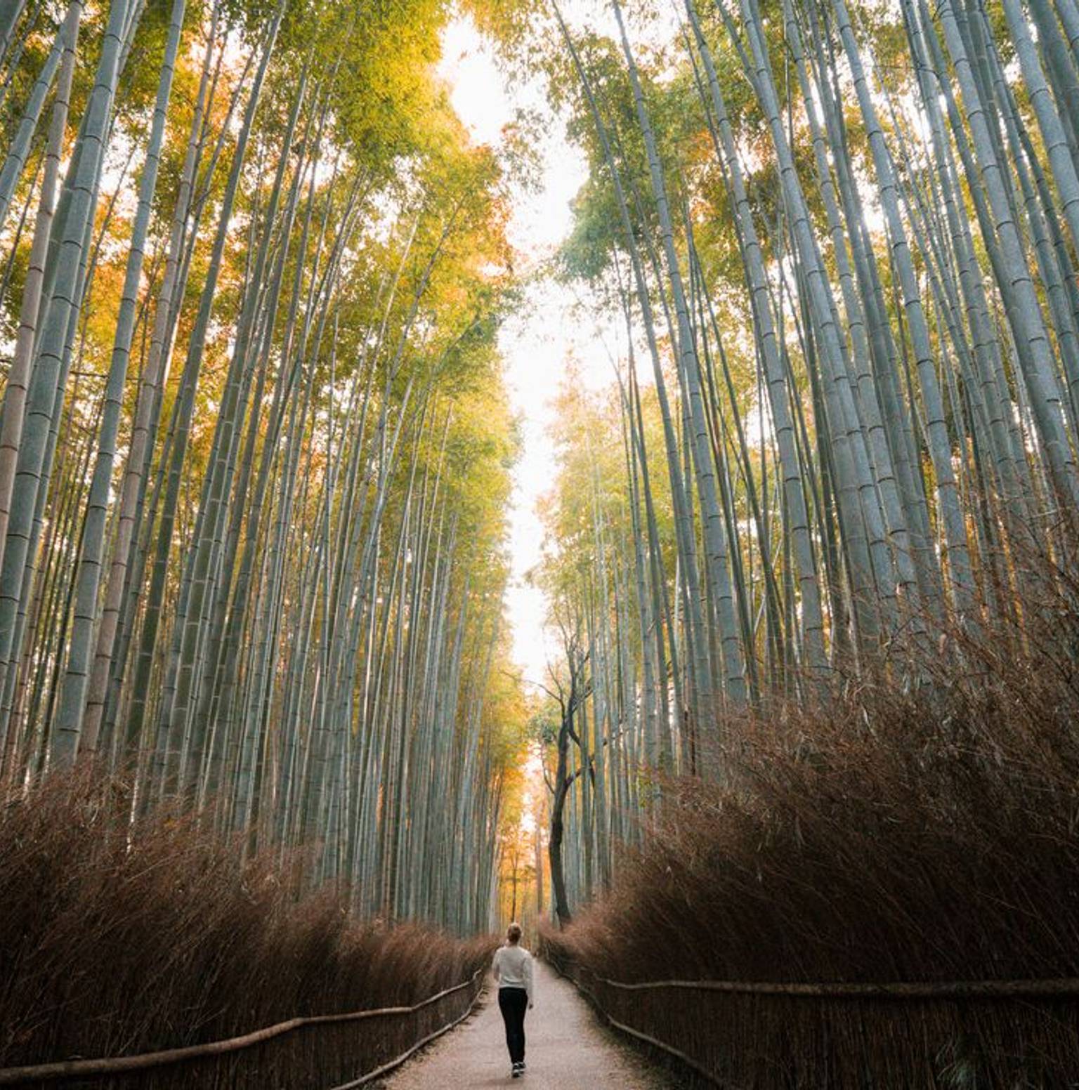 Kyoto — Hagi