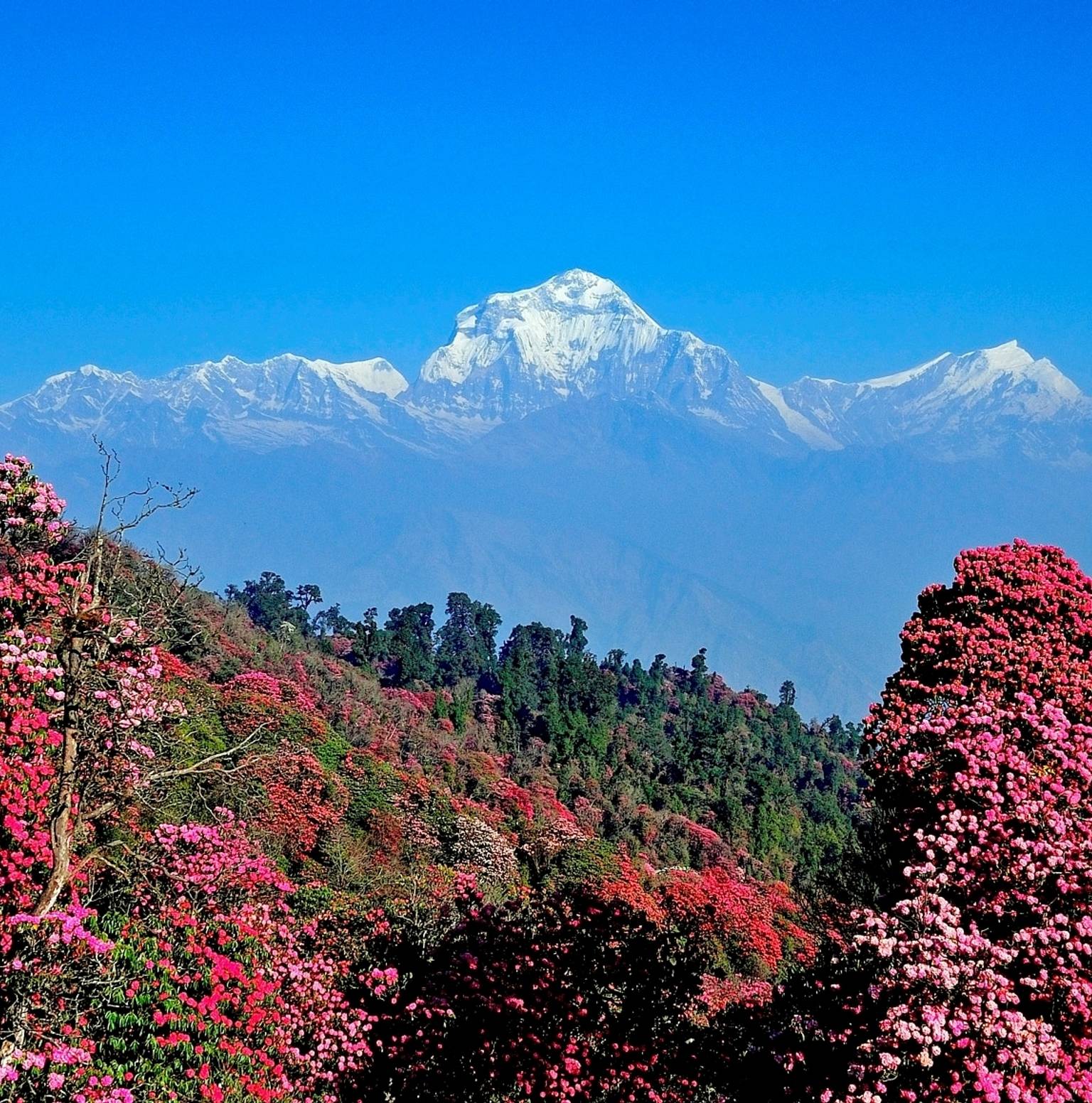 Hike to Poon Hill (3,210m) & Trek to Tadapani (2,660m) — Ghorepani