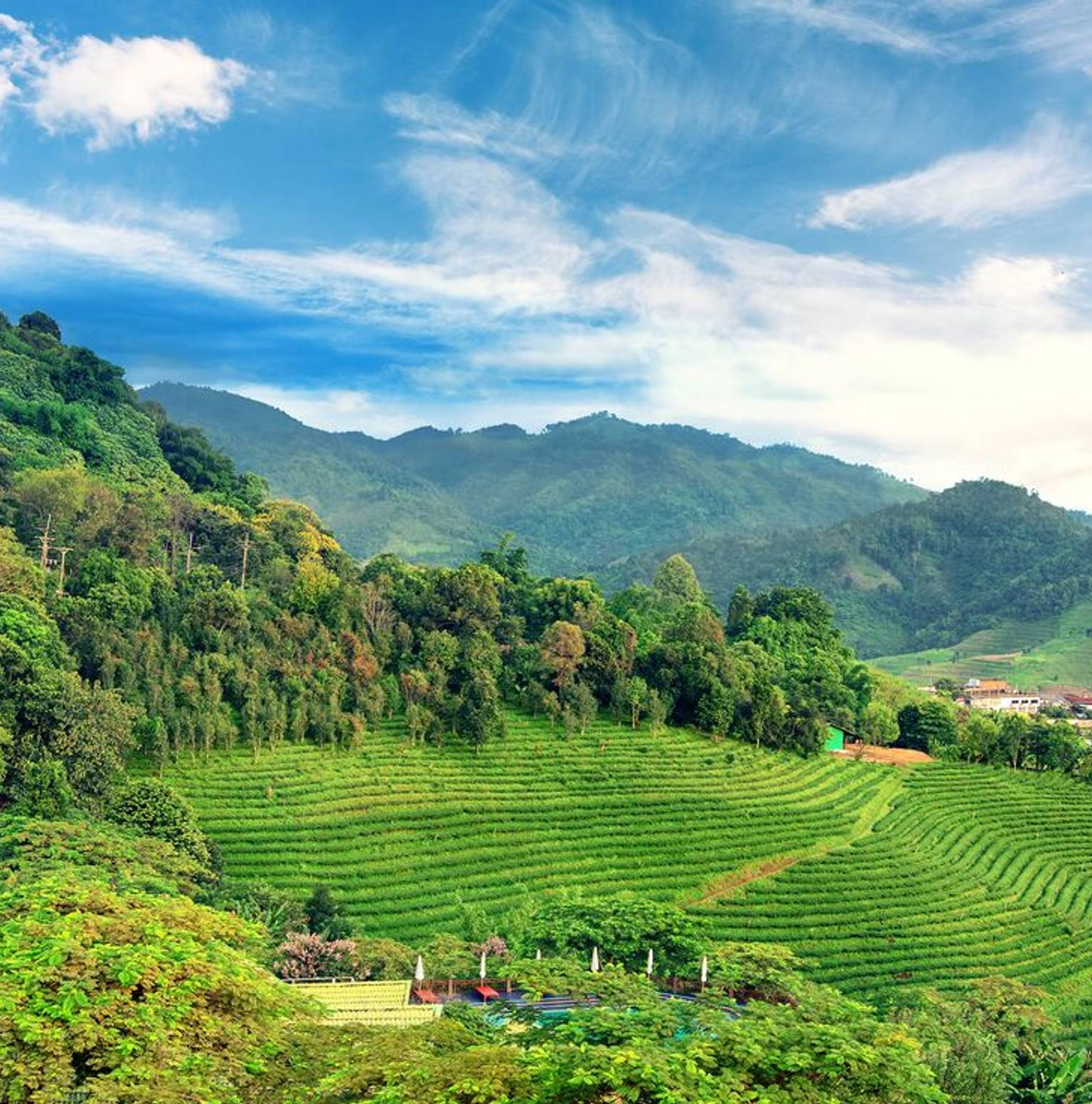 Hilltribe Village Trek/ Doi Mae Salong — Doi Mae Salong