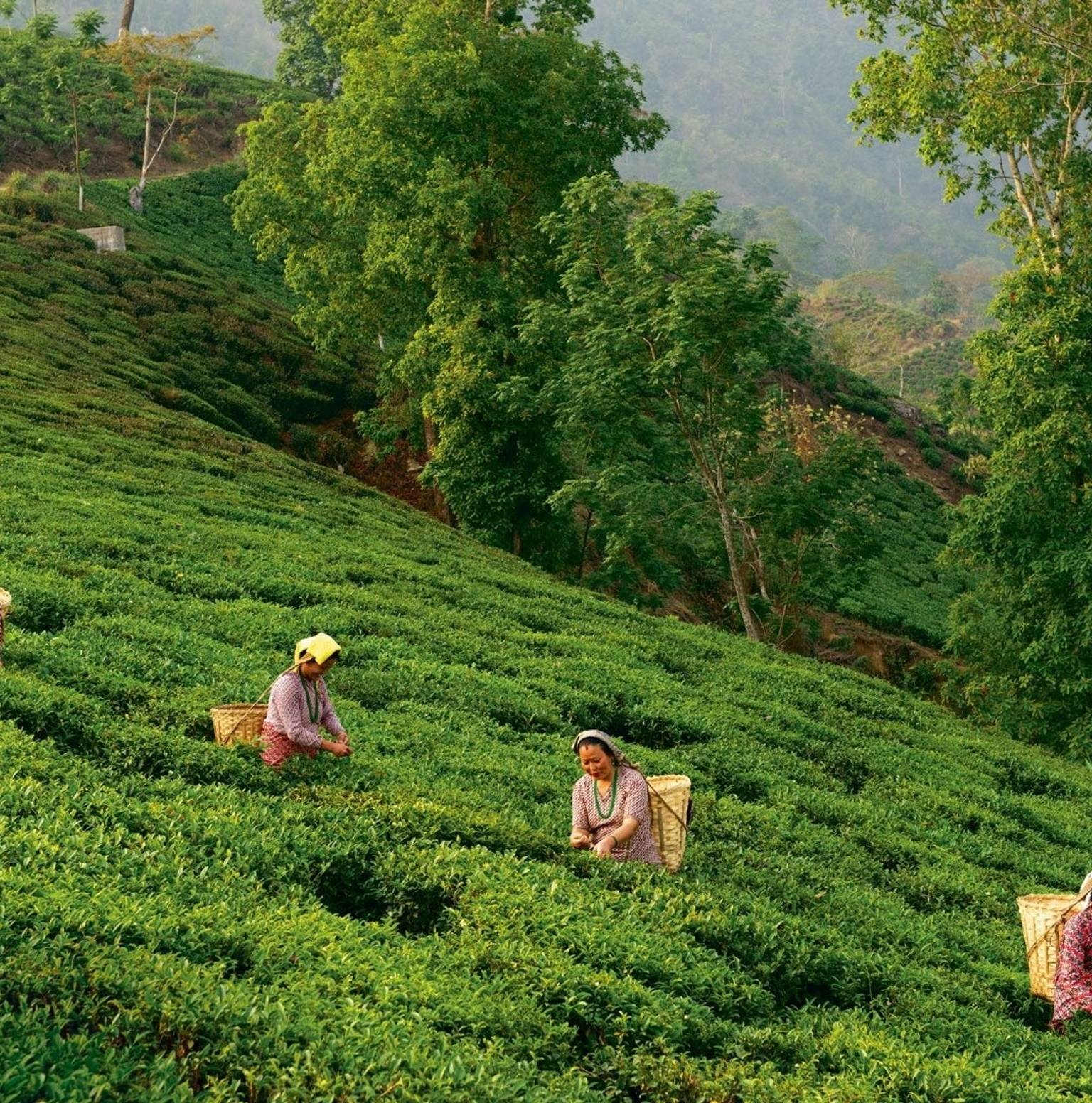New Delhi - Bagdogra (By Flight) - Darjeeling (65 Kms / 2.30 Hrs) — New Delhi