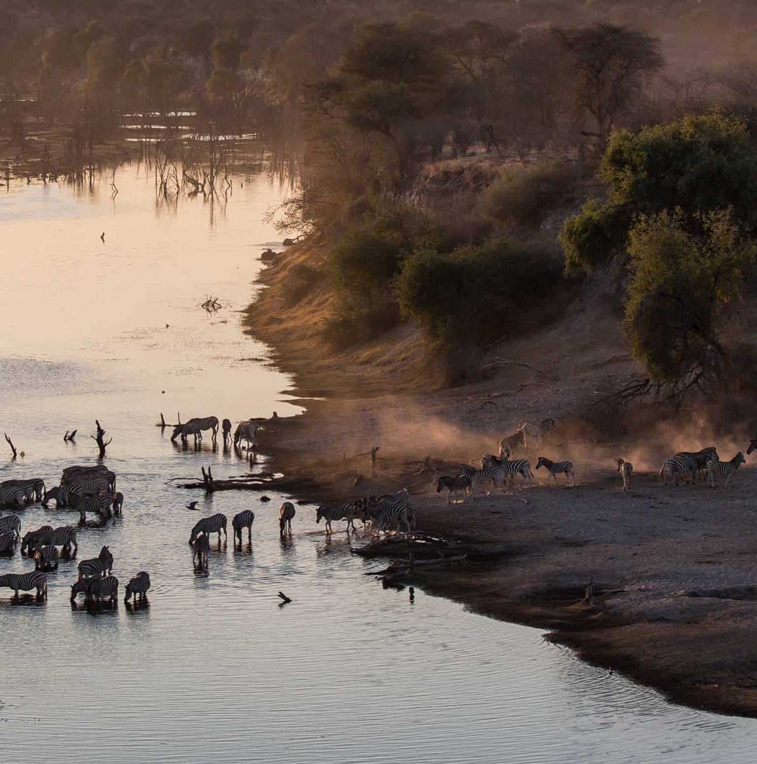 Full-Day Moremi Safari & Overnight in Khwai — Okavango Delta