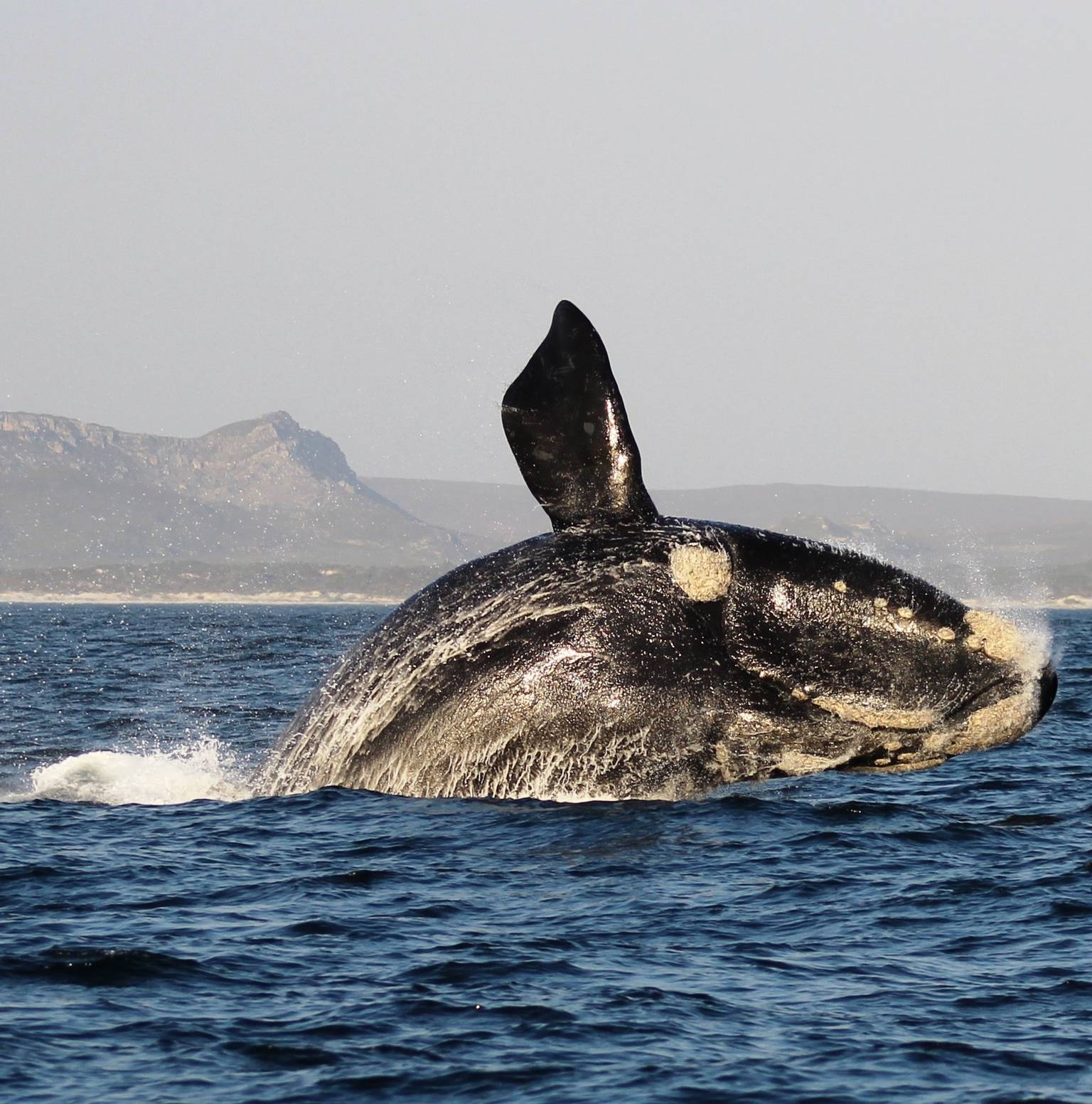 Cape Agulhas - Hermanus - Cape Town — L'Agulhas