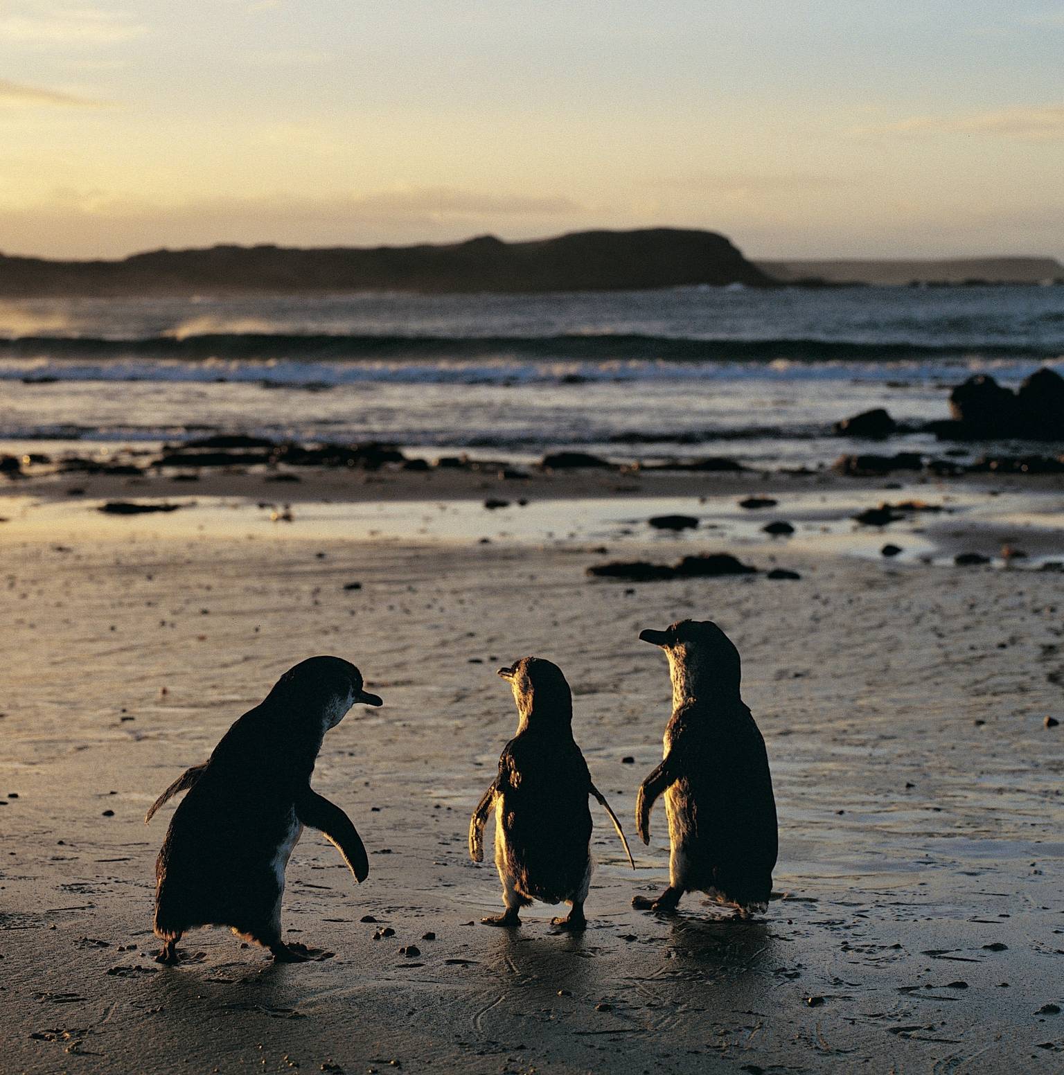 Phillip Island Penguin Parade + Koala Conservation Reserve — Melbourne