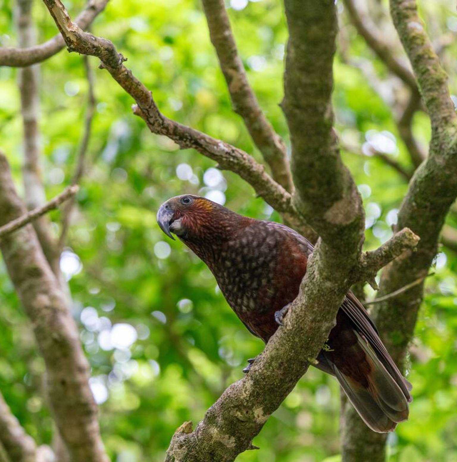 Marlborough Sounds / Wellington — Marlborough