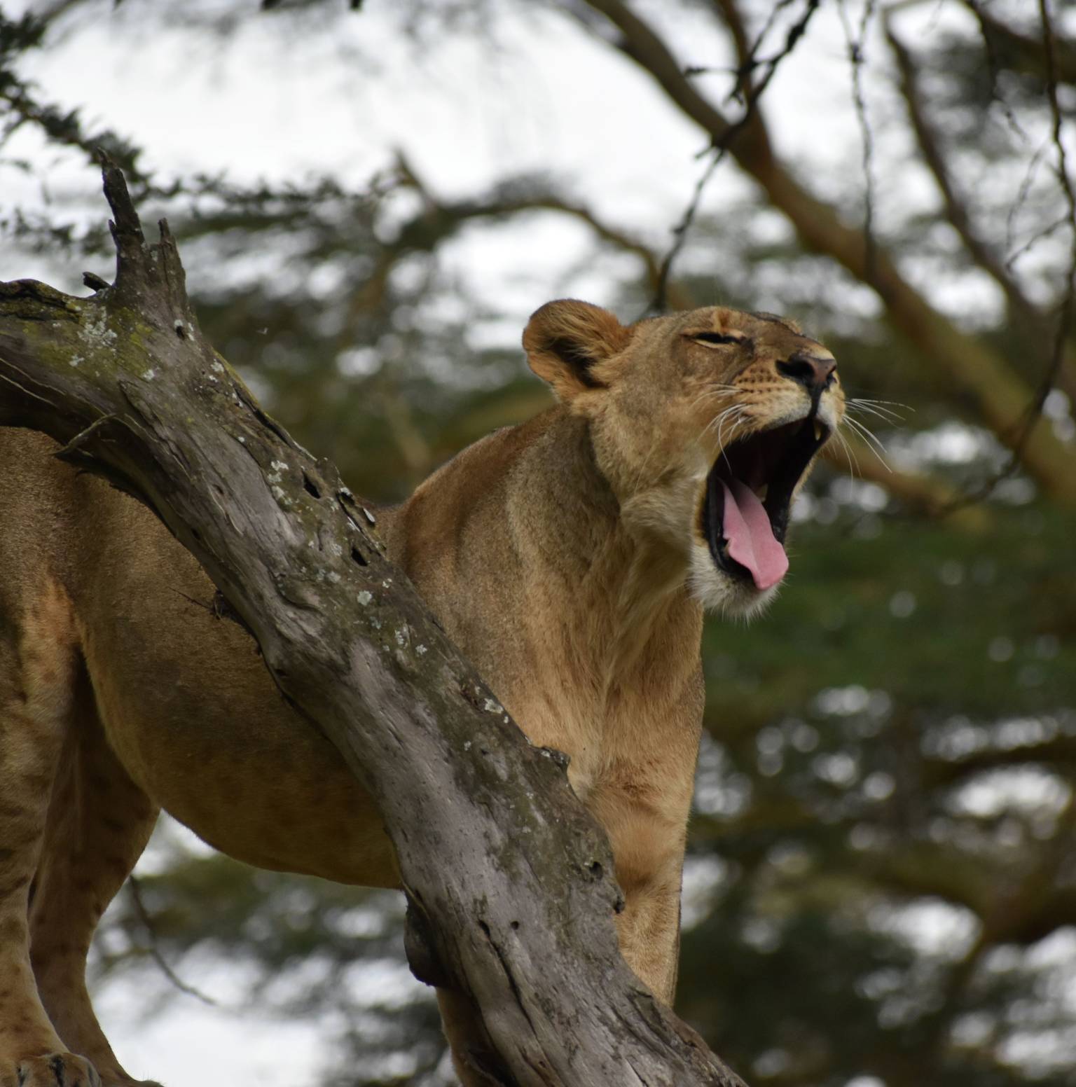 Nairobi  to Masai Mara National Reserve — Maasai Mara National Reserve