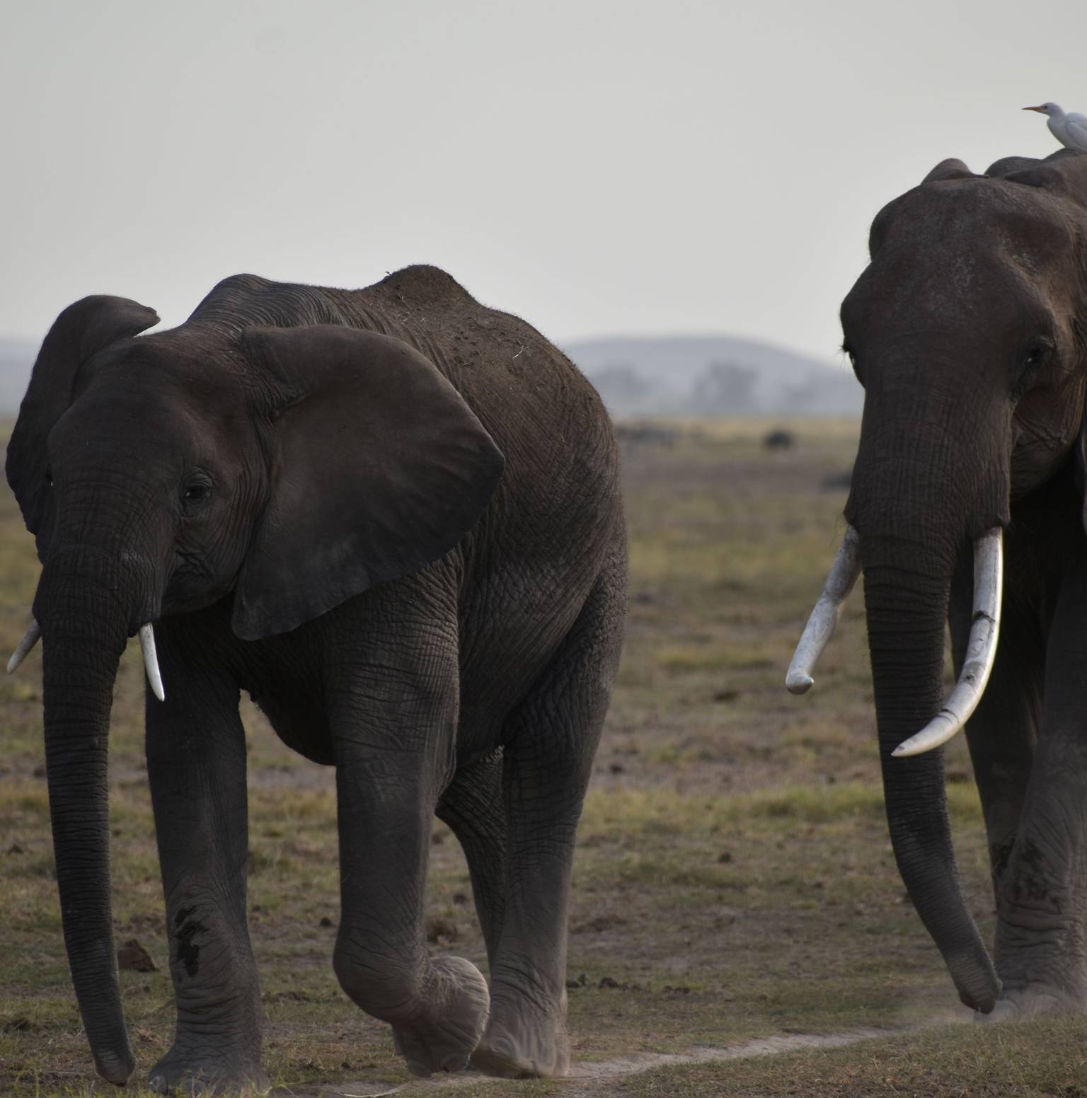 Lake Naivasha-Amboseli National Park — Lake Naivasha