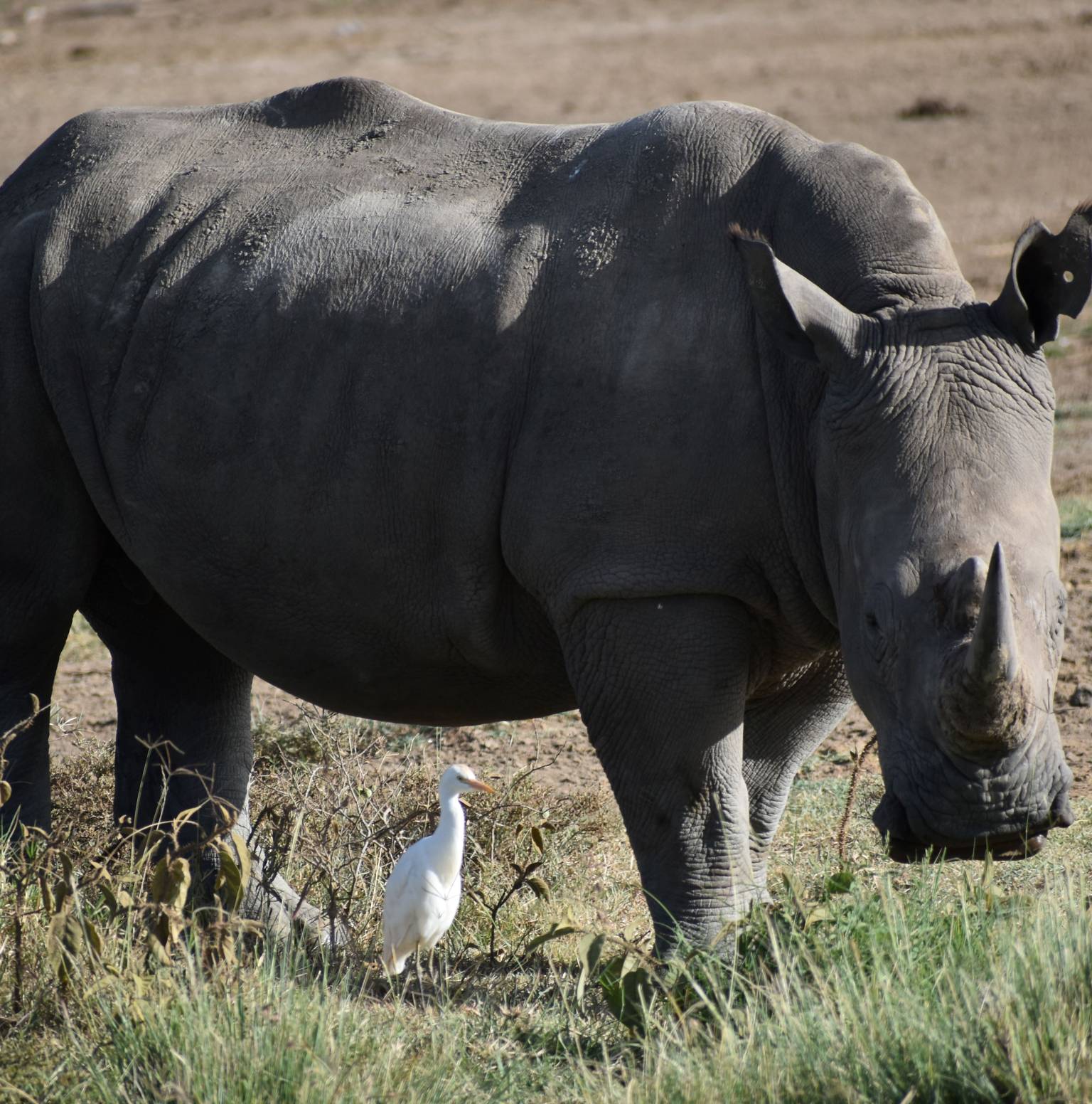 Amboseli National Park -Tsavo West National Park — Amboseli National Park