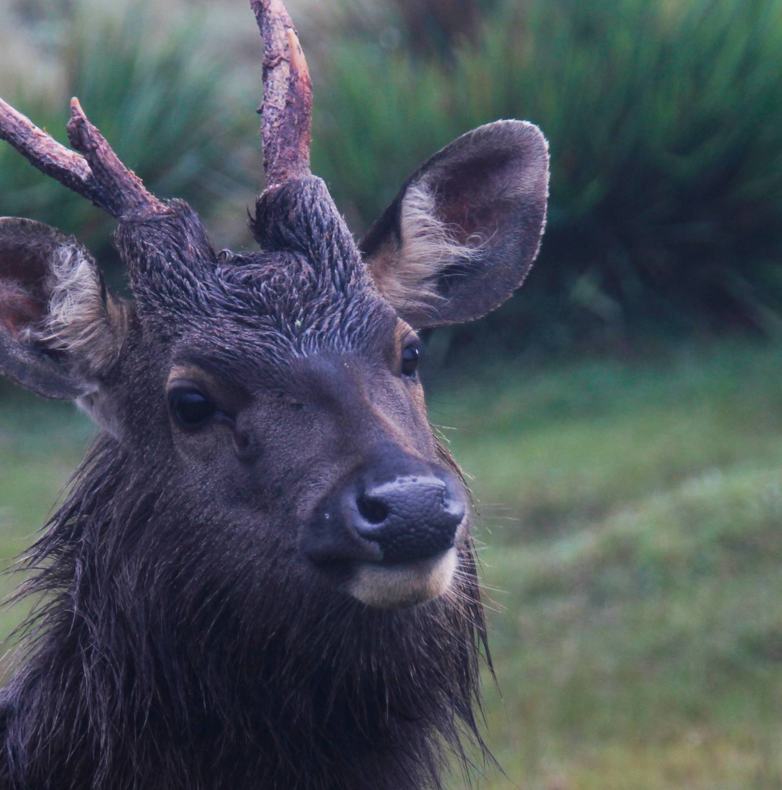 Horton Plains National Park — Horton Plains National Park