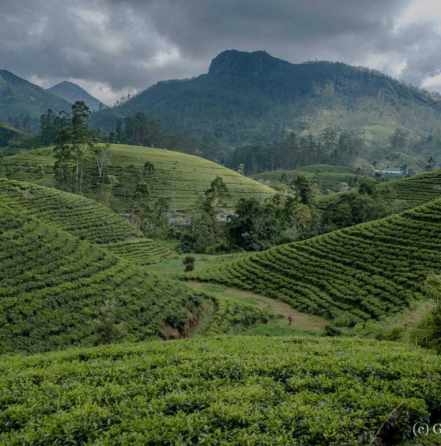 Train ride through Sri Lanka's hill country — Hatton