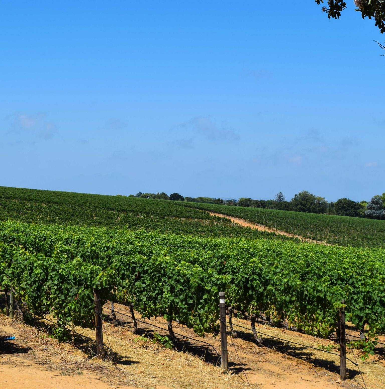 Historic Stellenbosch, Cape Winelands — Stellenbosch