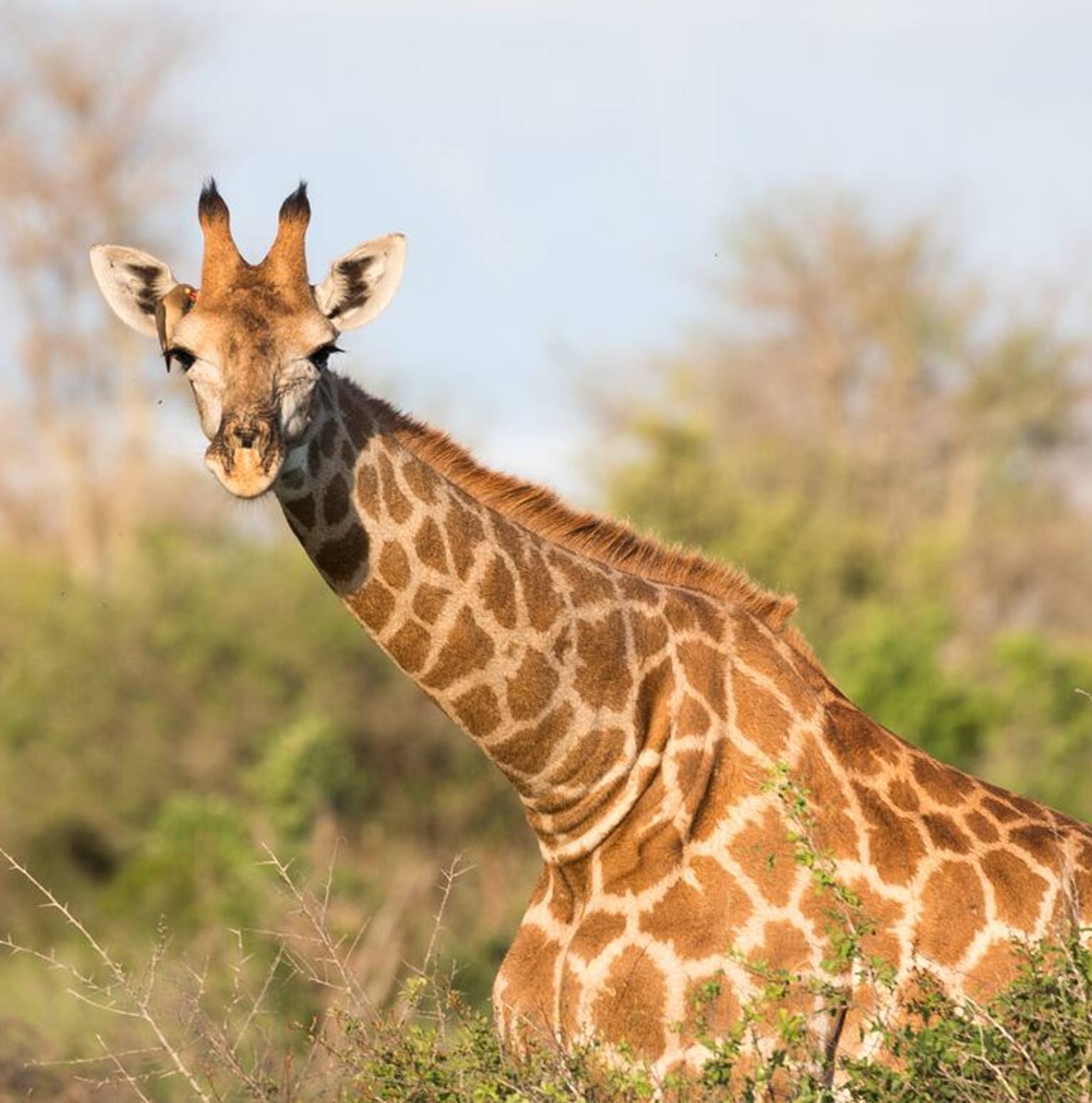 Kruger National Park — Kruger National Park