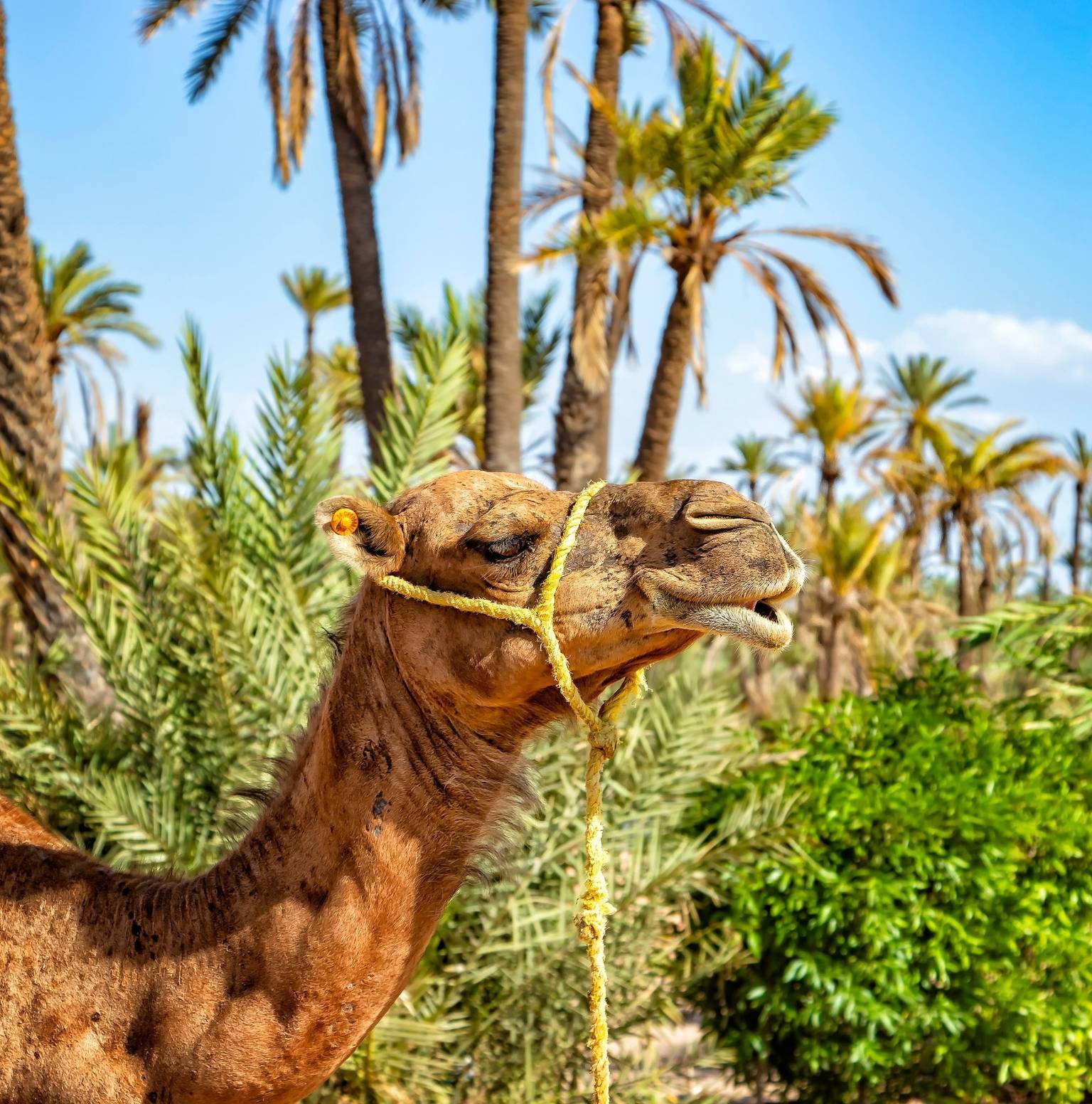 Dades Valley - Kalaat M’Gouna - Skoura - Ouarzazate - Ait Ben Haddou - Tizi n’Tichka Pass - Marrakesh — Boumalne Dades