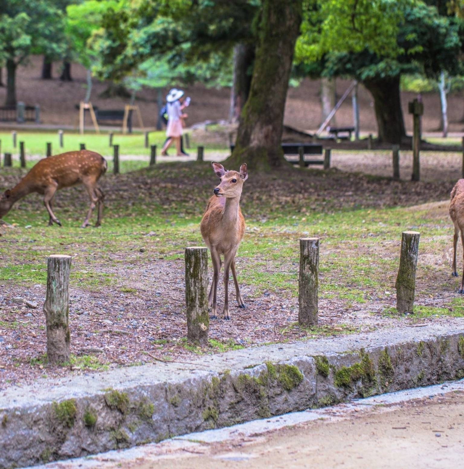 Kyoto & Nara — Kyoto