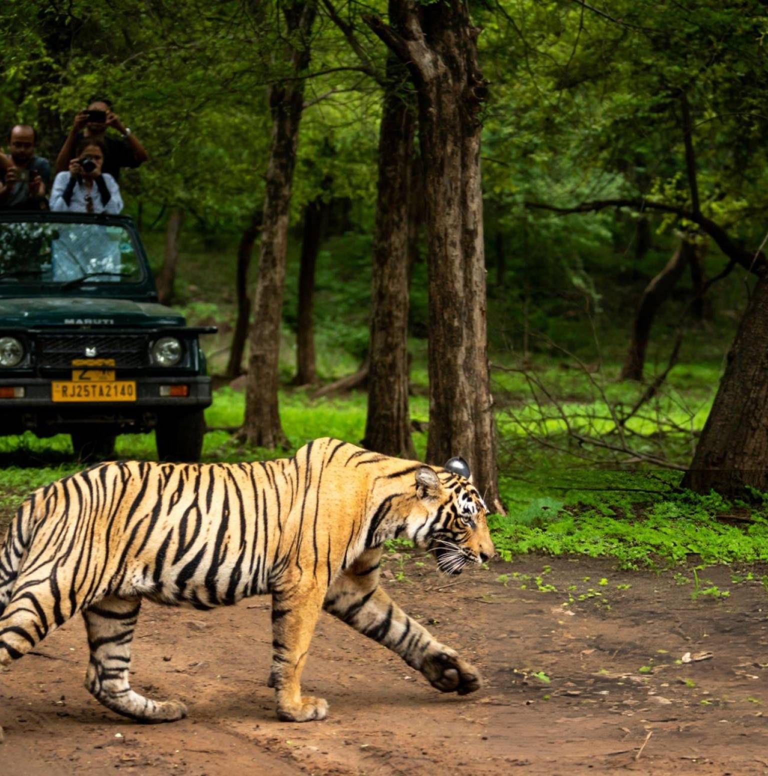 Best Wildlife Tour In India With Taj Mahal by Trip India Hotels and ...
