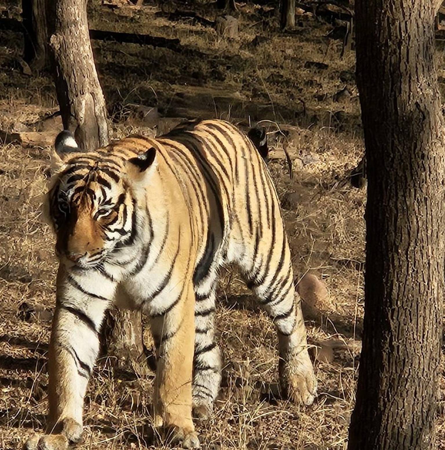 Agra-  Ranthambore (350 Kms / 07 Hrs): — Agra