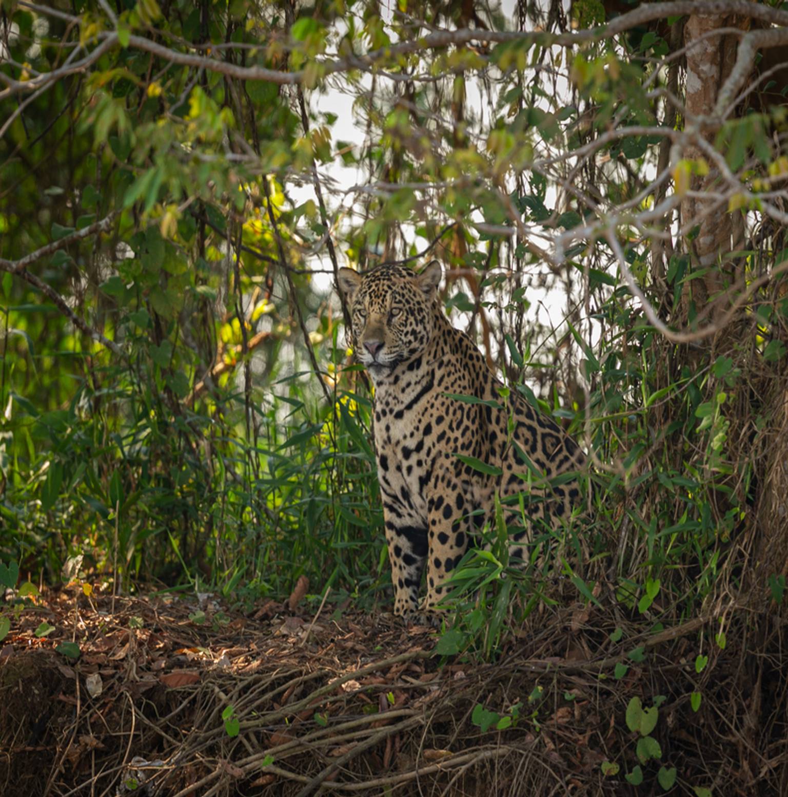 Amazon Rainforest Lodge & Jungle Adventure — Amazon Jungle Palace