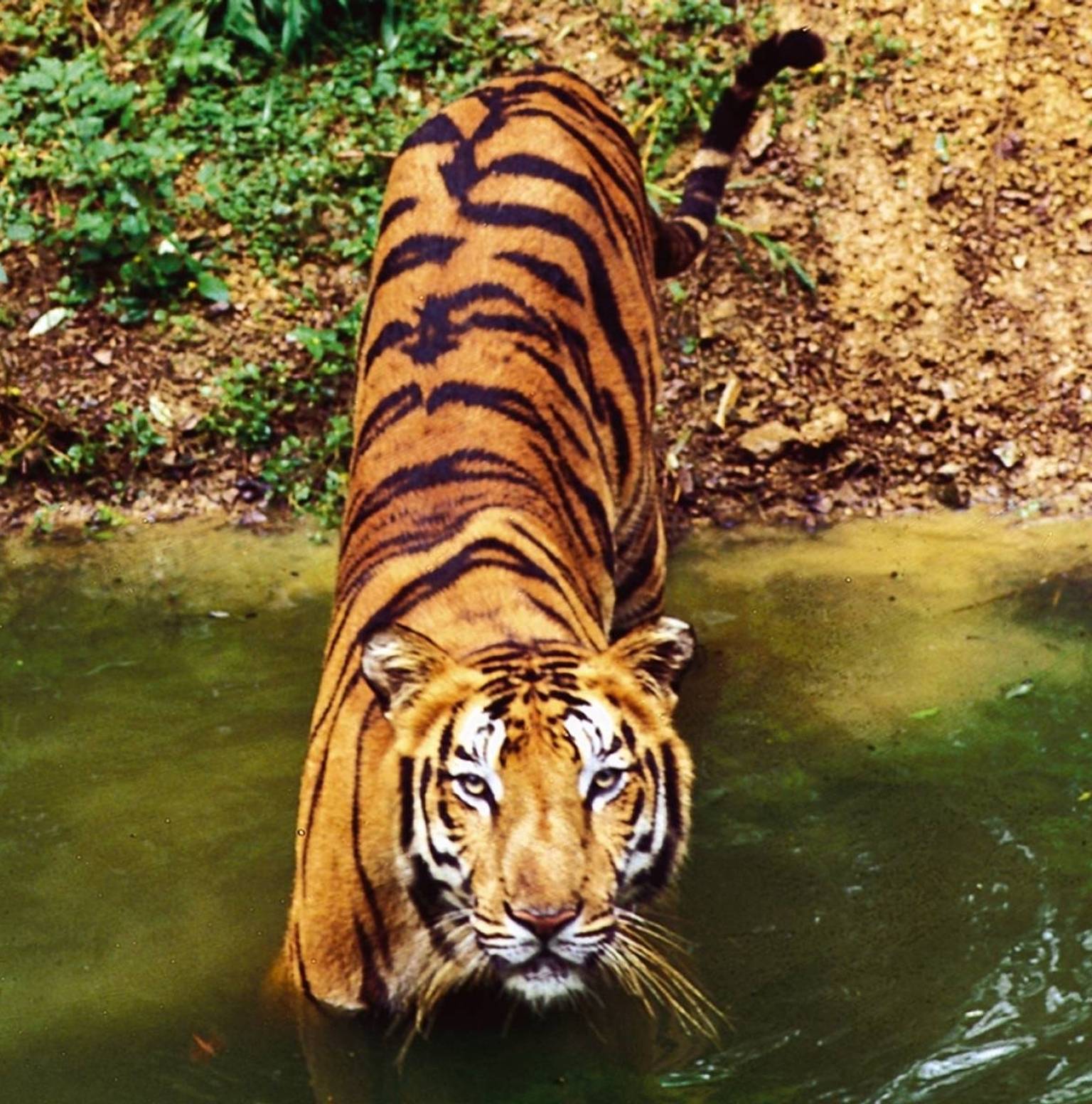 8: Ranthambore National Park — Jaipur