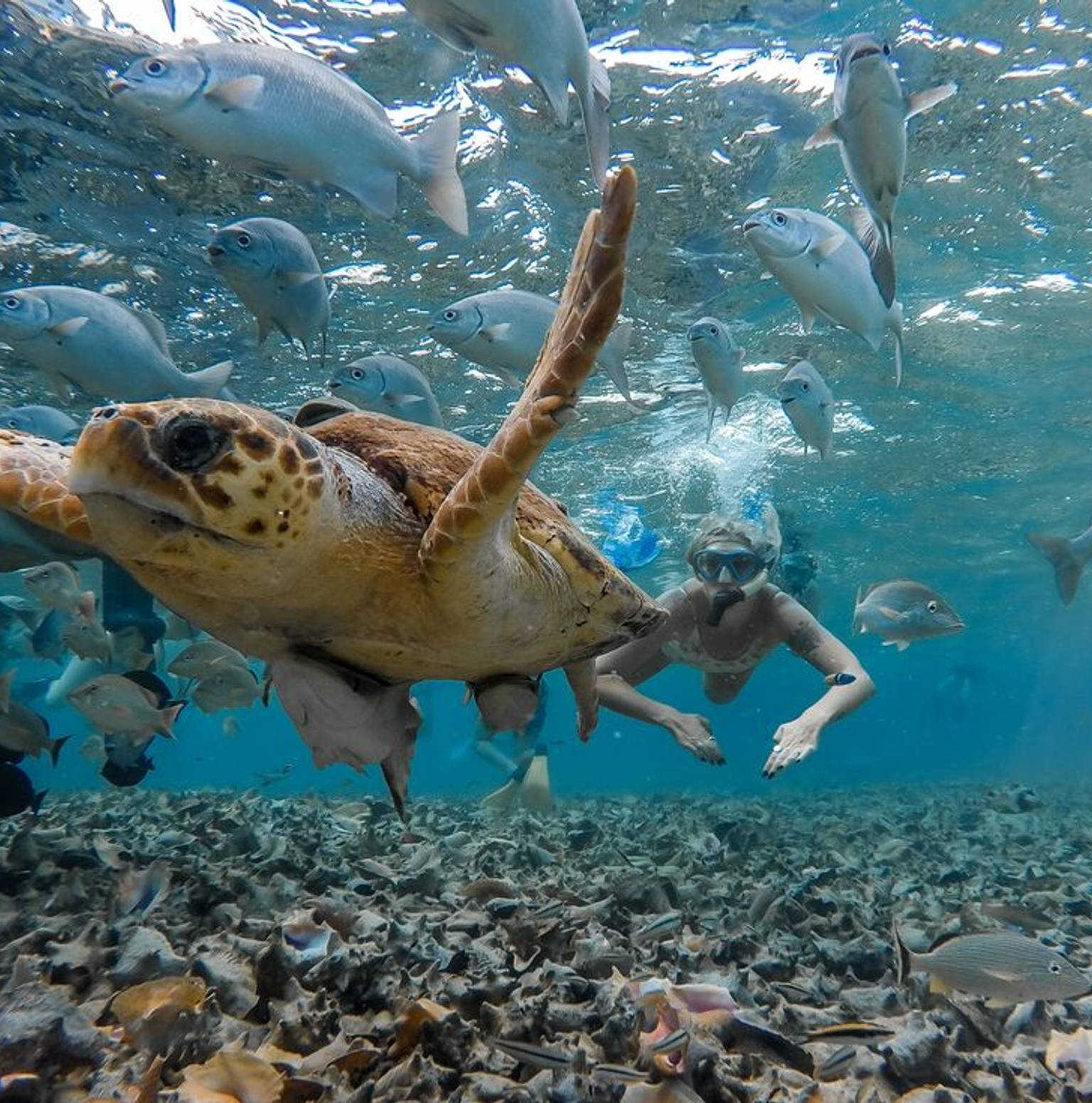 Caye Caulker — Caye Caulker