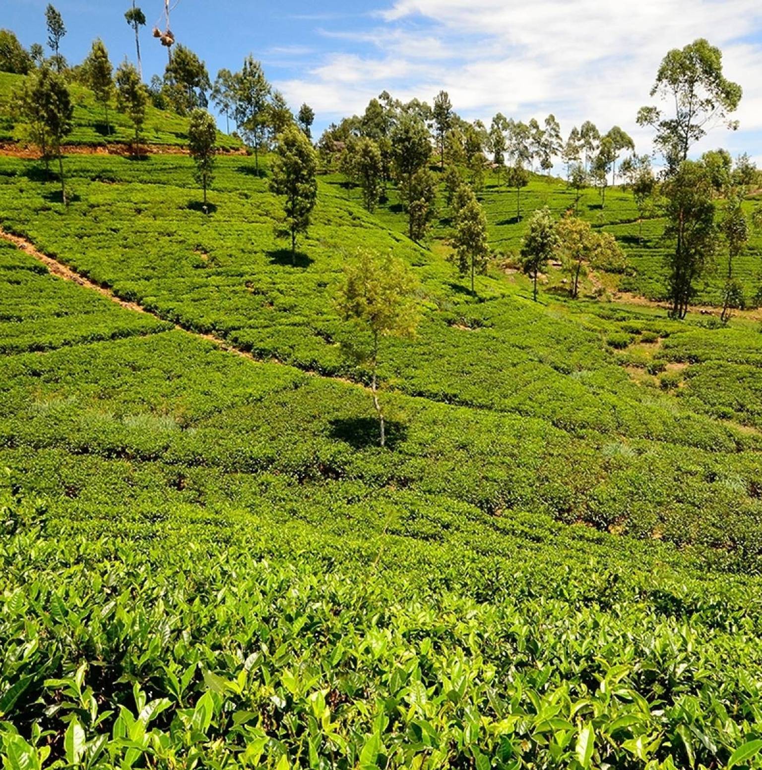 Scenic Train trip & Tea Plantations — Kandy