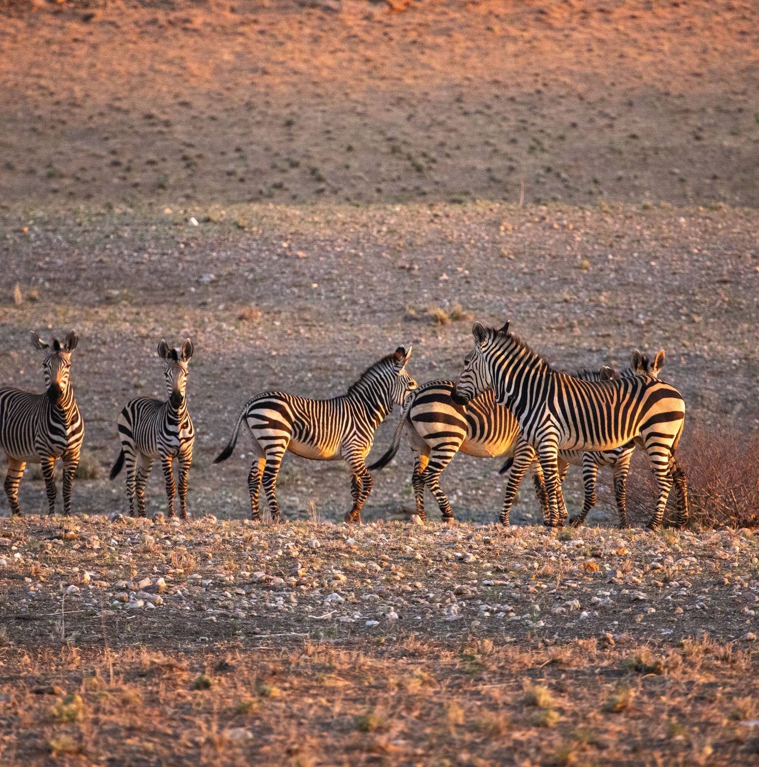 Etosha National Park — Etosha National Park