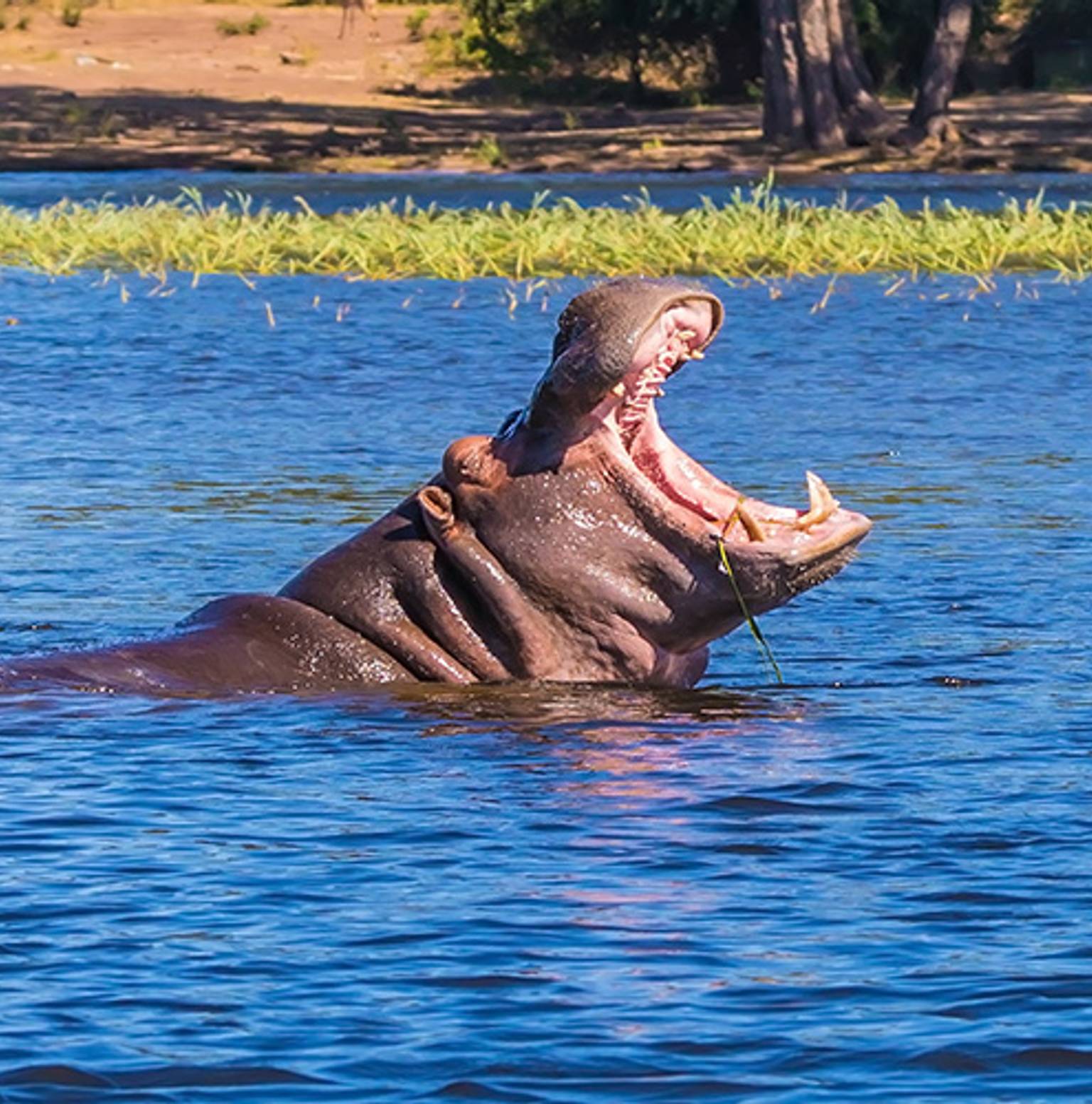 Chobe National Park — Bagani