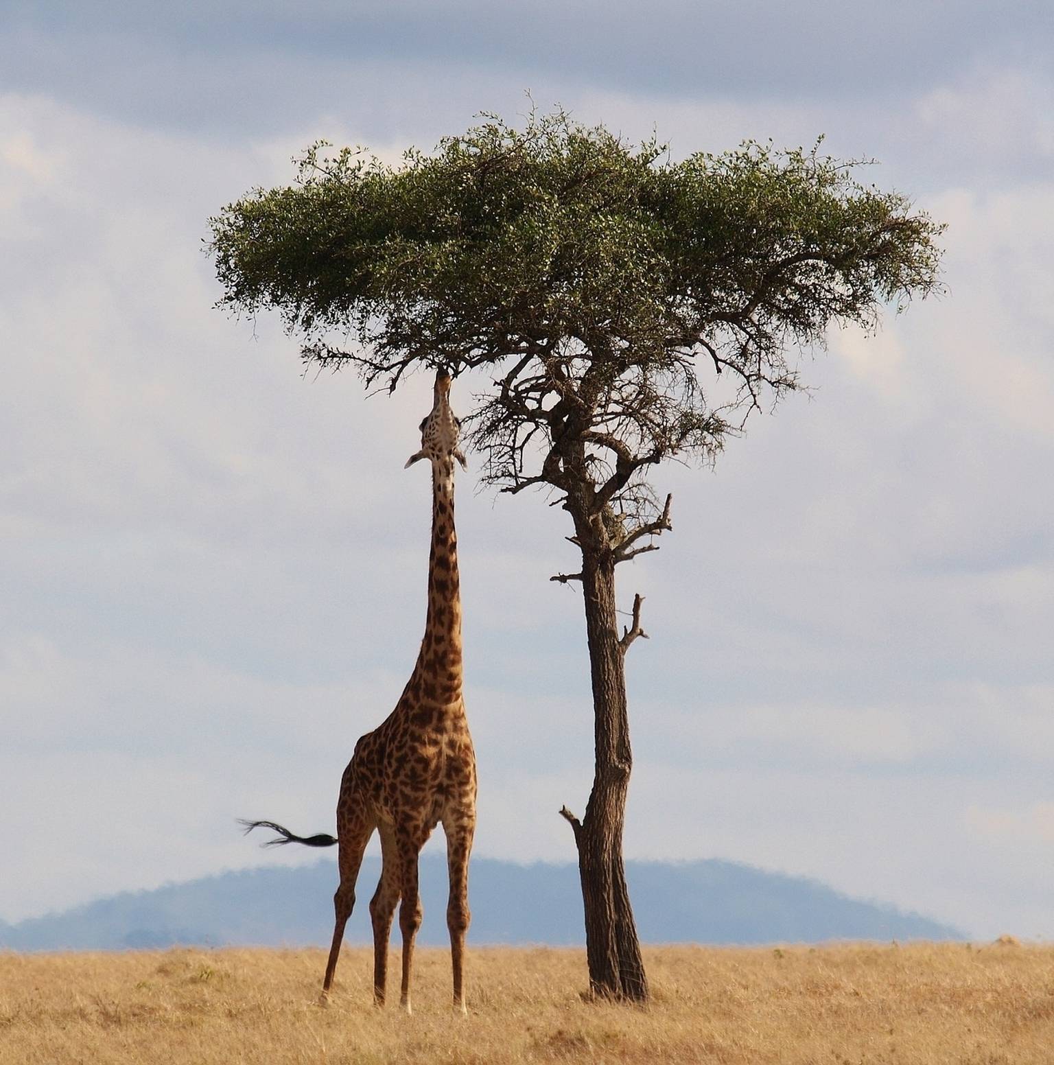 Ngorongoro Crater / Serengeti National Park — Ngorongoro Conservation Area