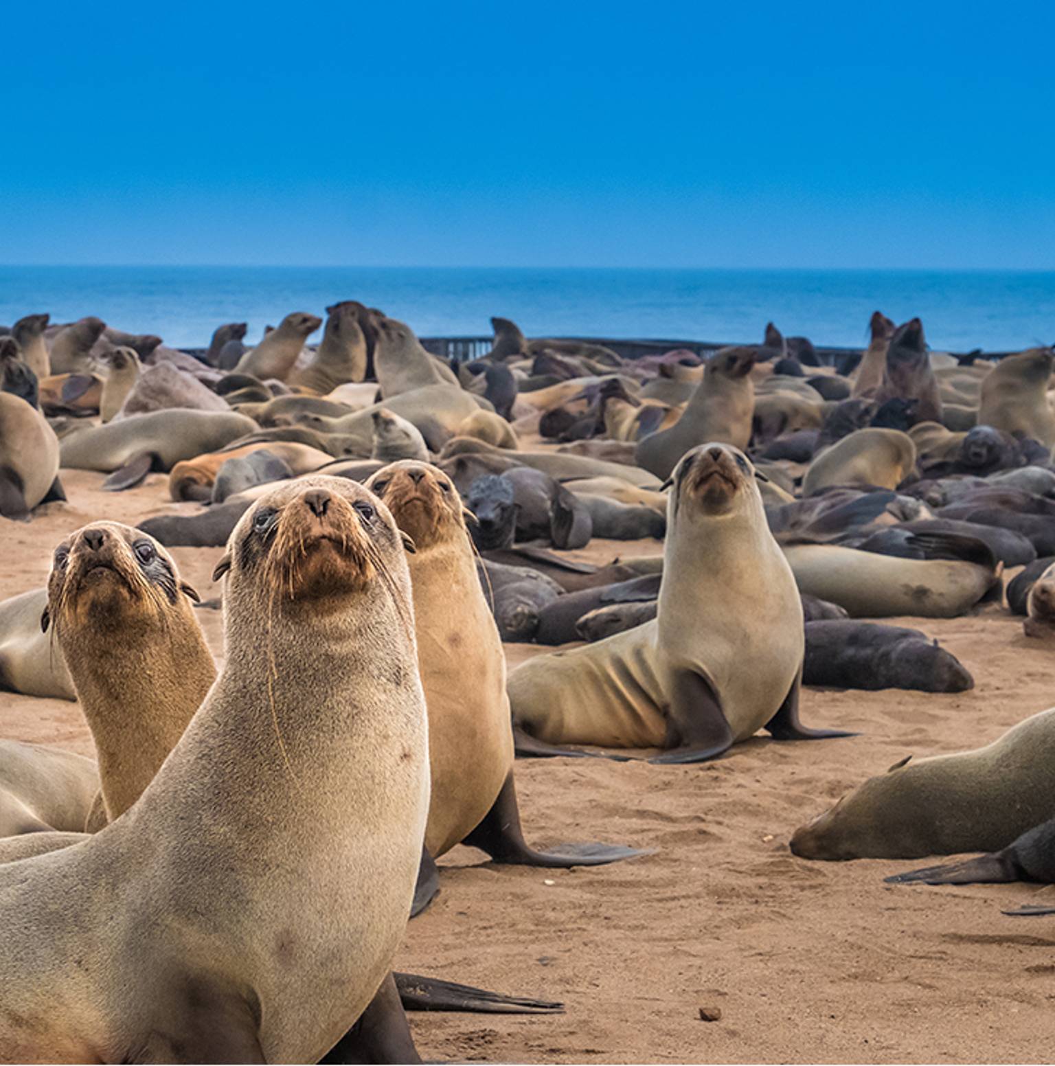 Swakopmund — Cape Cross