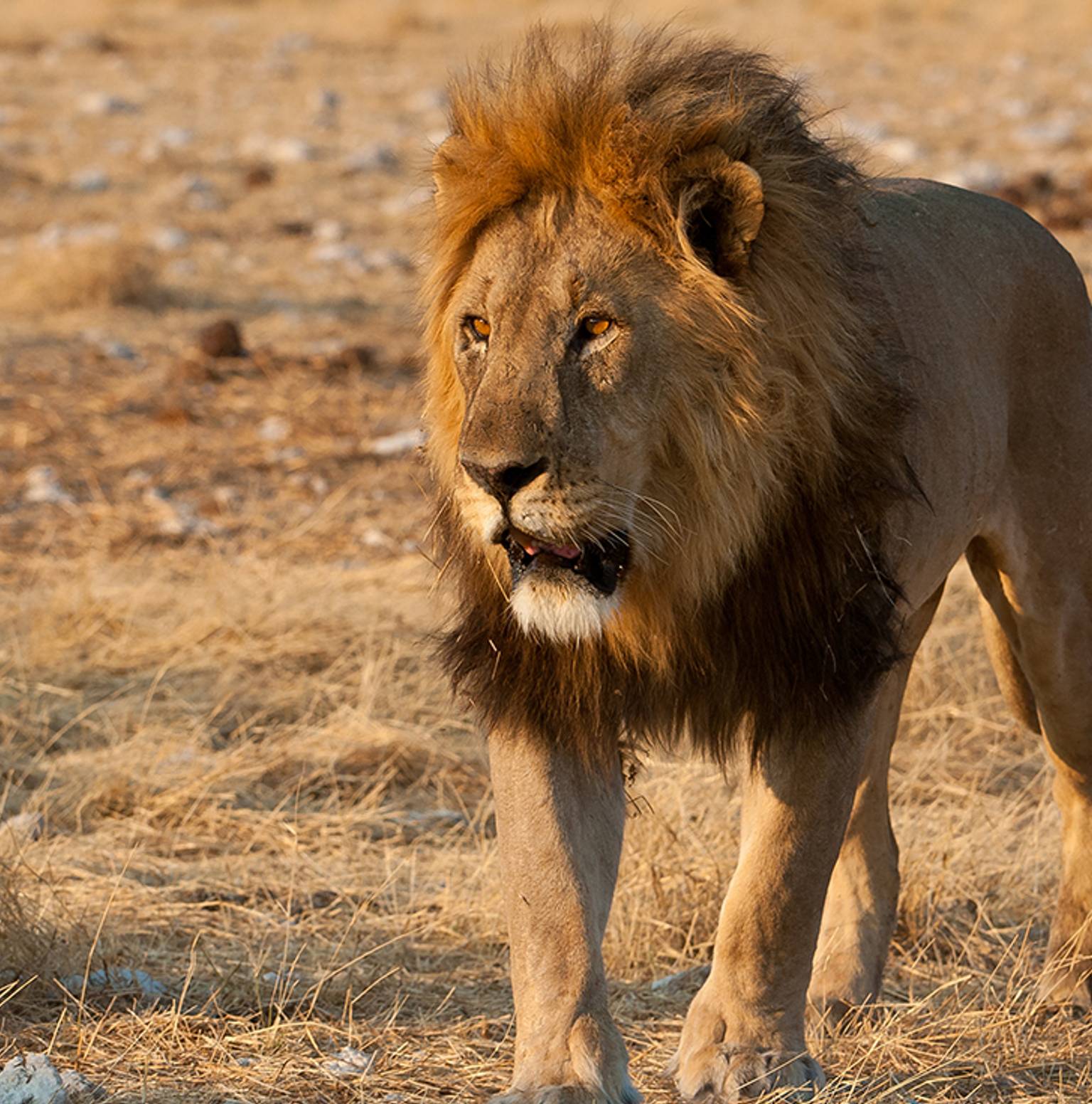 Etosha National Park — Etosha National Park
