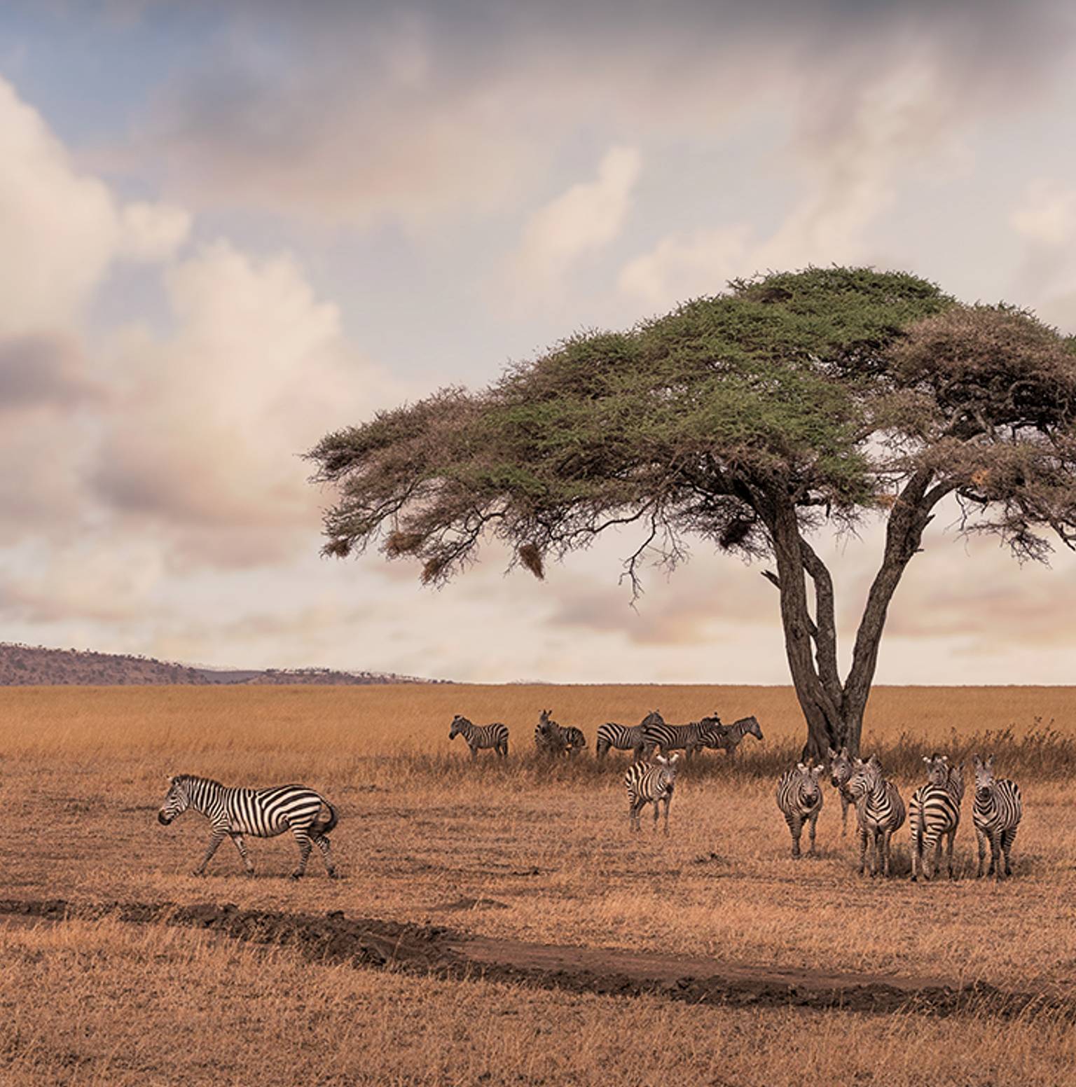 Ngorongoro Crater / Serengeti National Park — Ngorongoro Conservation Area