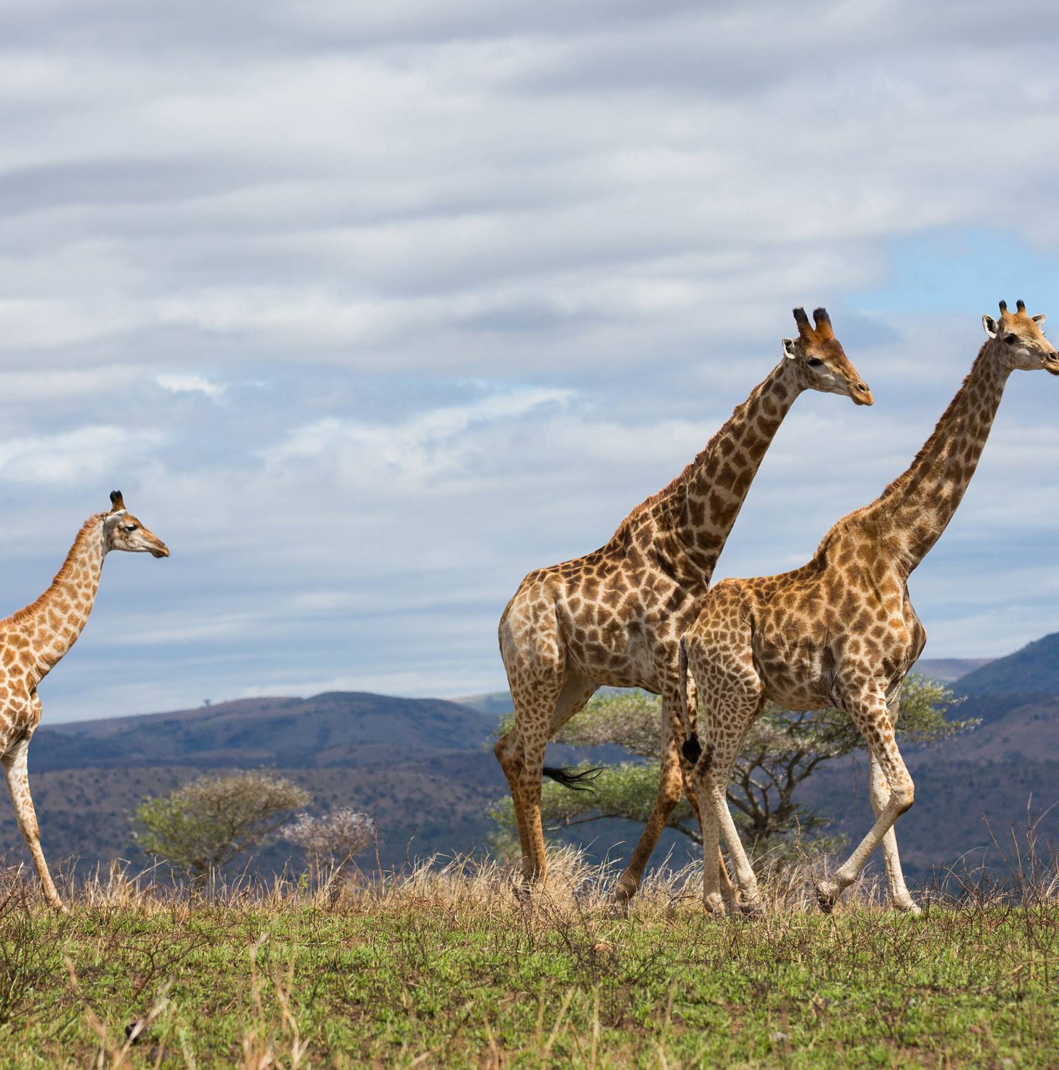 Serengeti National Park (Ngorongoro Crater) — Ngorongoro Conservation Area