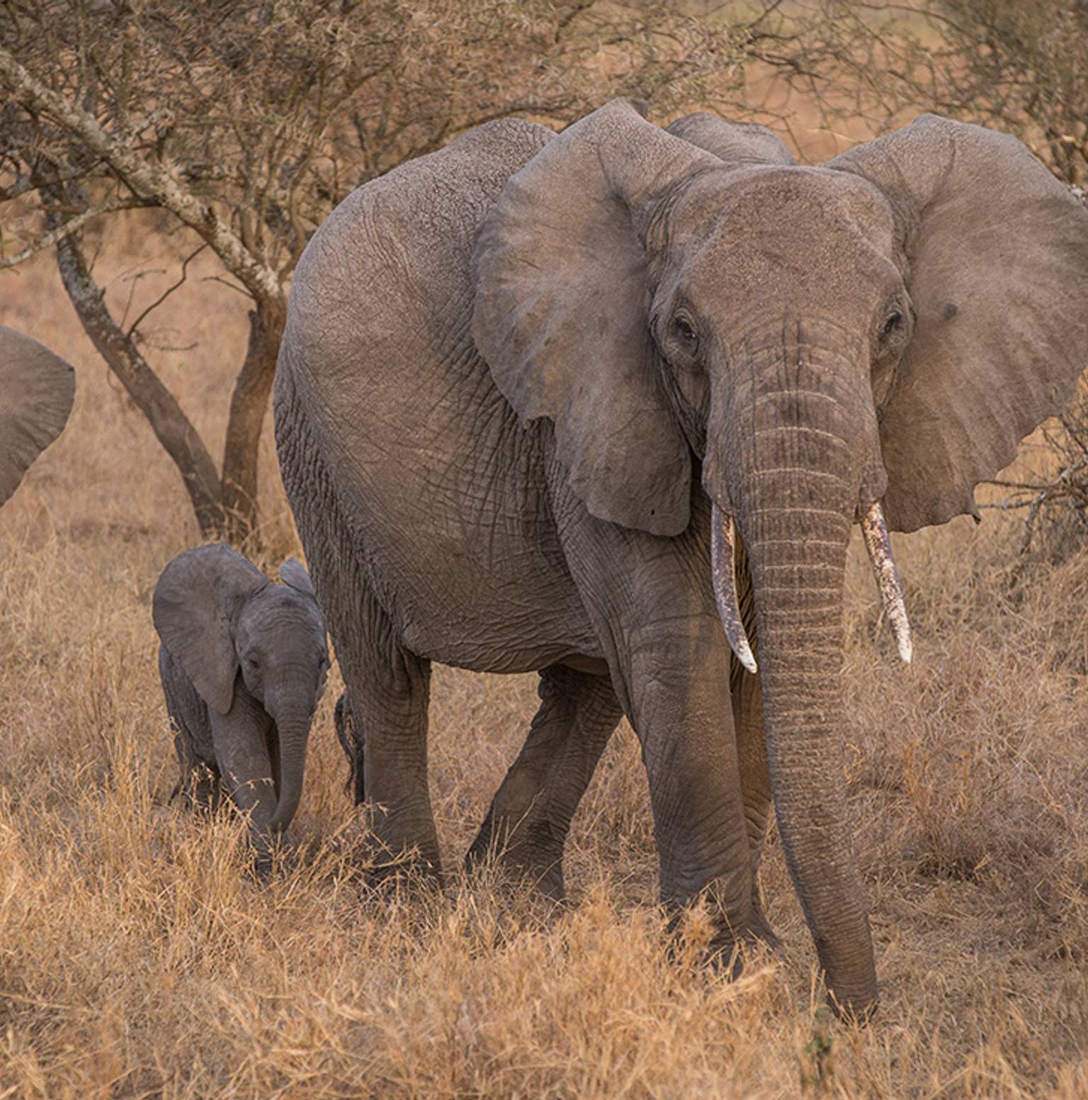 Queen Elizabeth National Park — Queen Elizabeth National Park