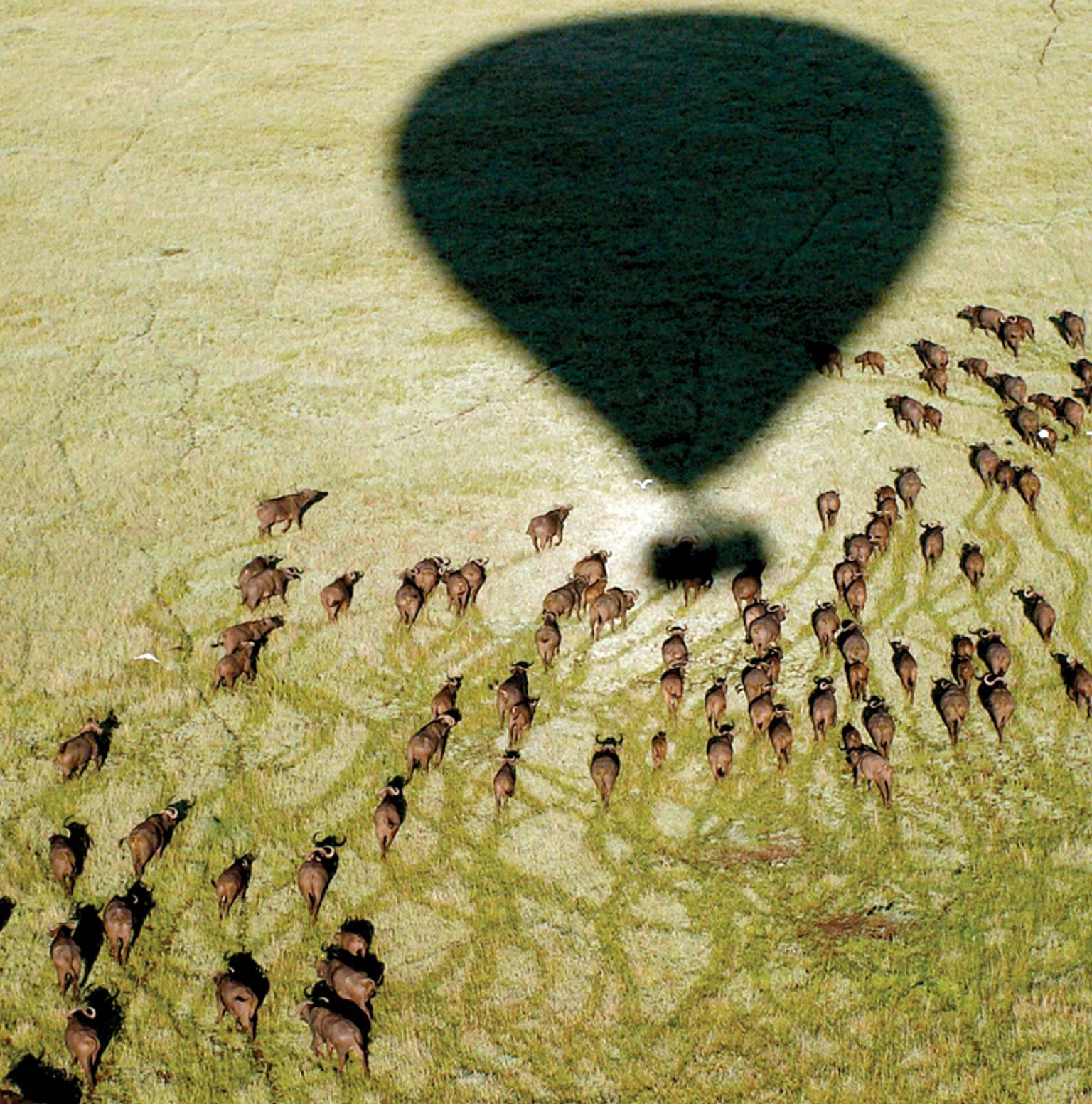 Maasai Mara National Reserve — Maasai Mara National Reserve