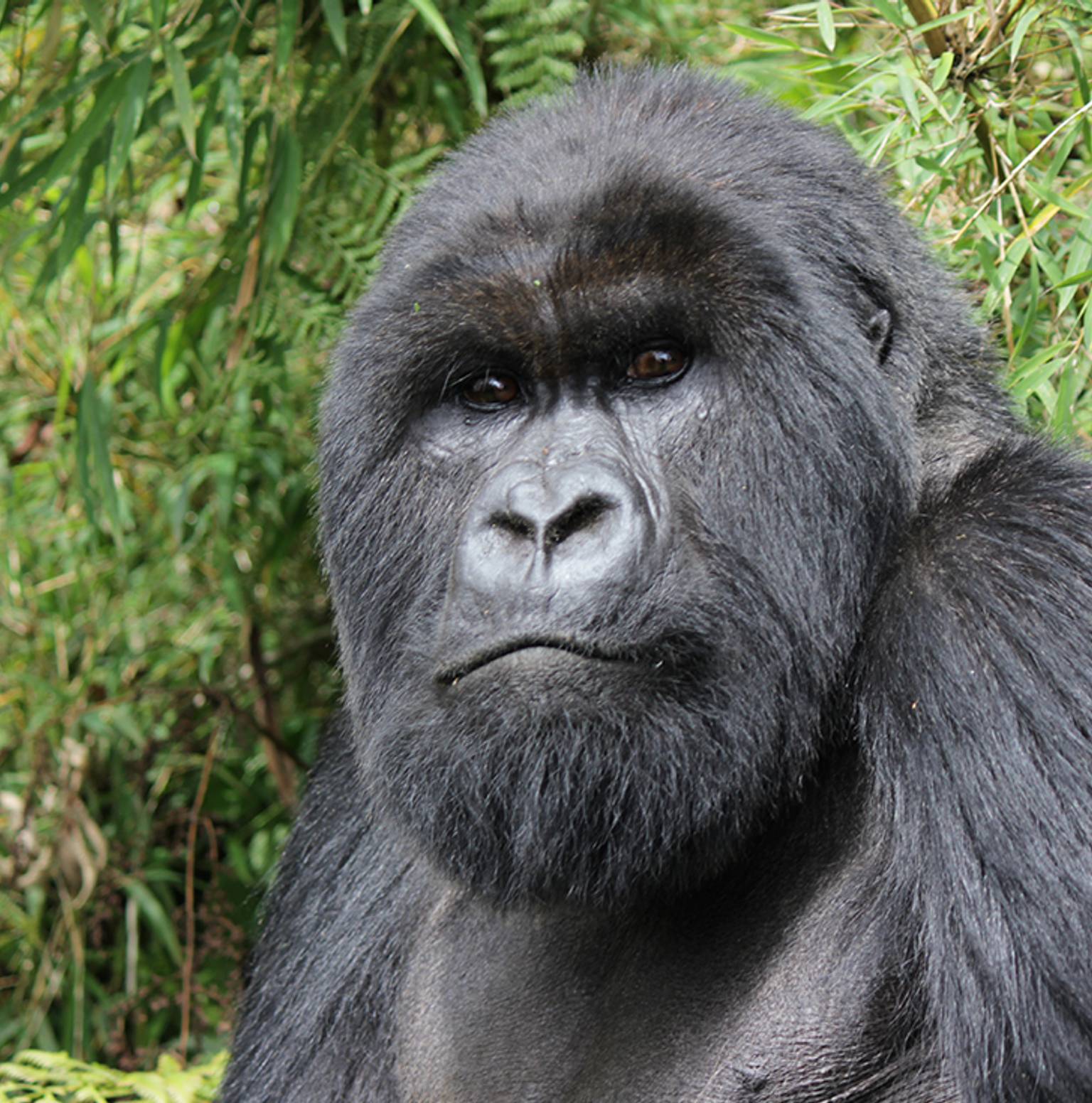 Kalinzu Forest — Queen Elizabeth National Park