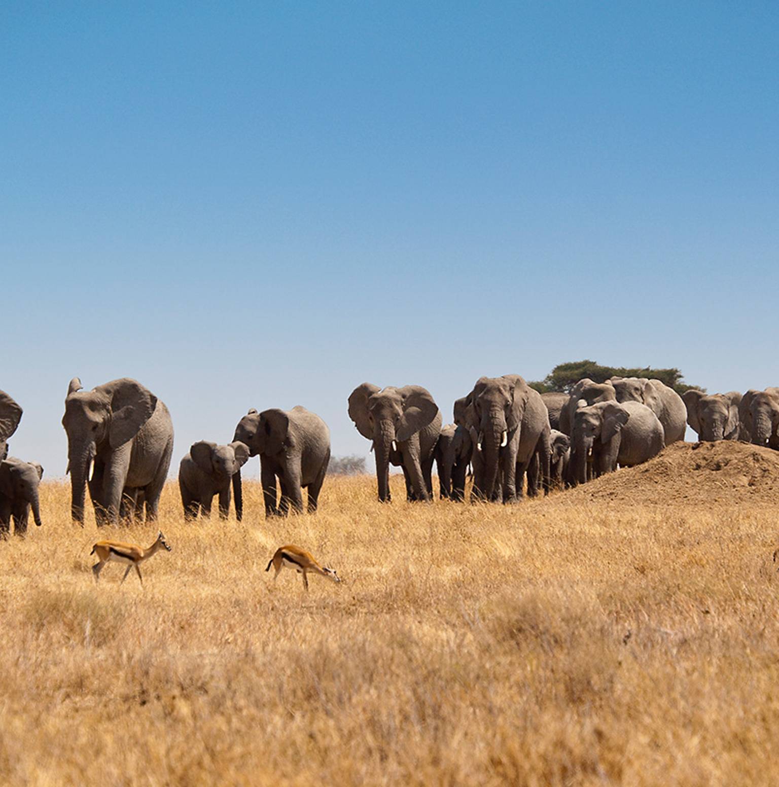 Spitzkoppe/Etosha National Park (1B, 1L, 1D) — Spitzkoppe