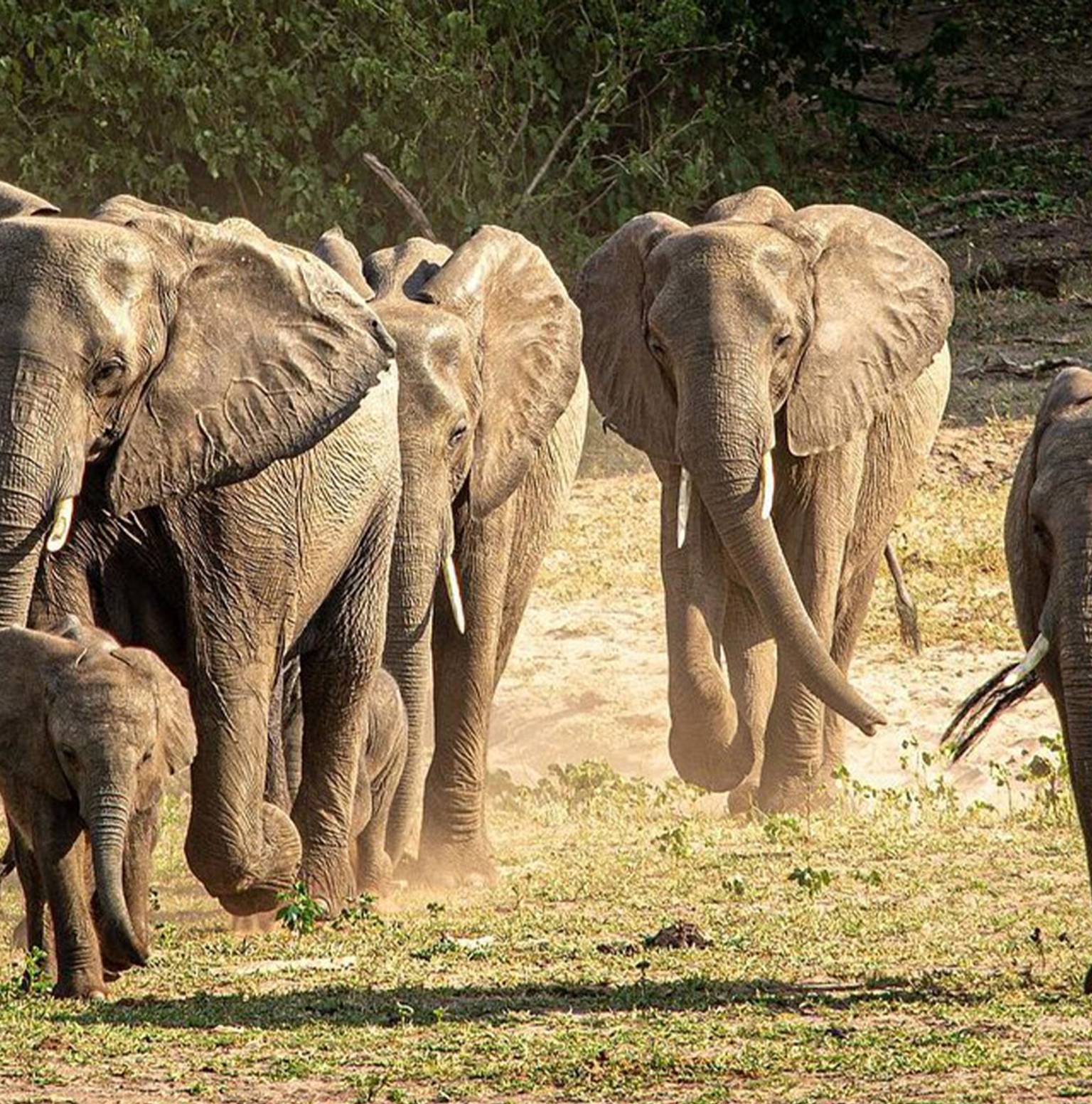 Lusaka/South Luangwa (1B, 1L, 1D) — Lusaka