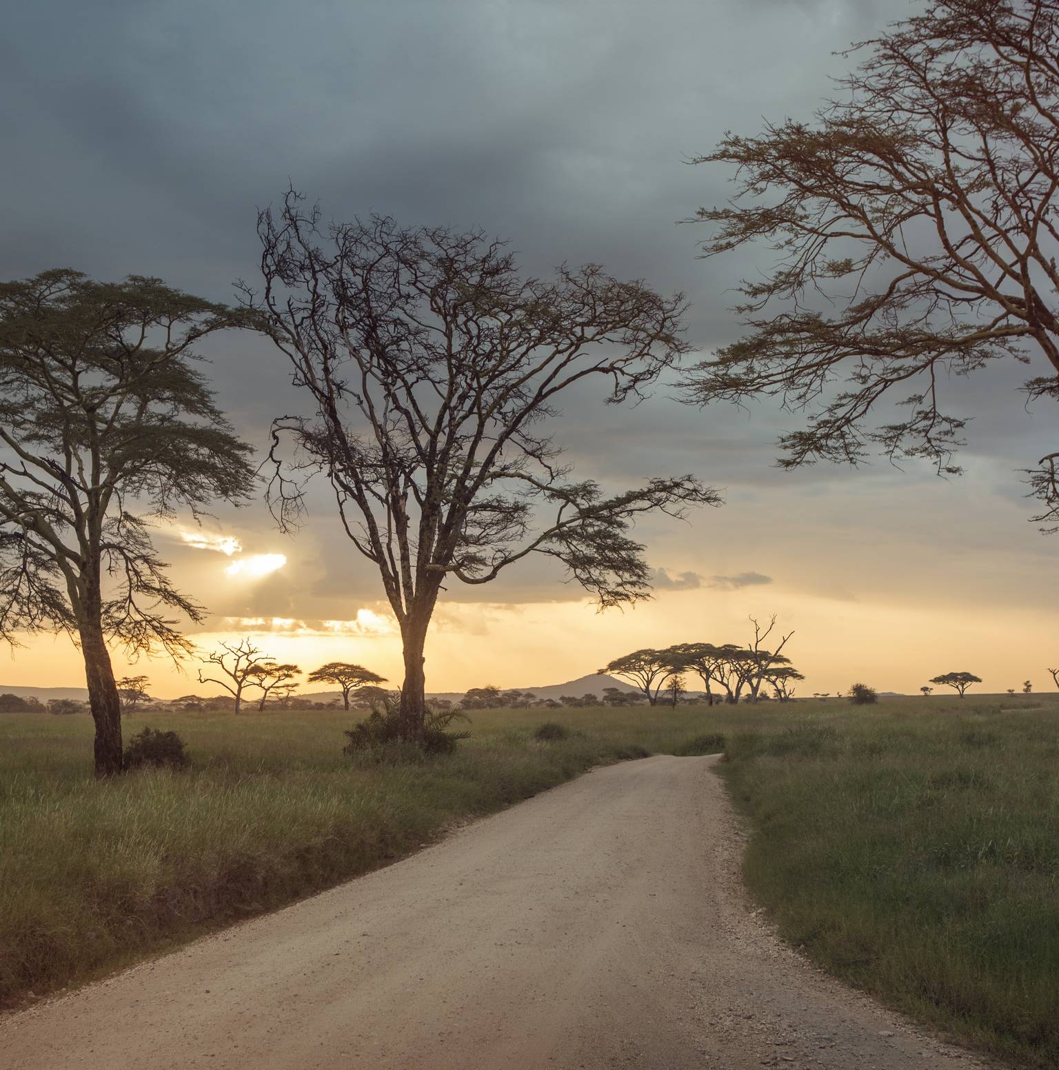 Arusha/Serengeti National Park (1B, 1L, 1D) — Arusha