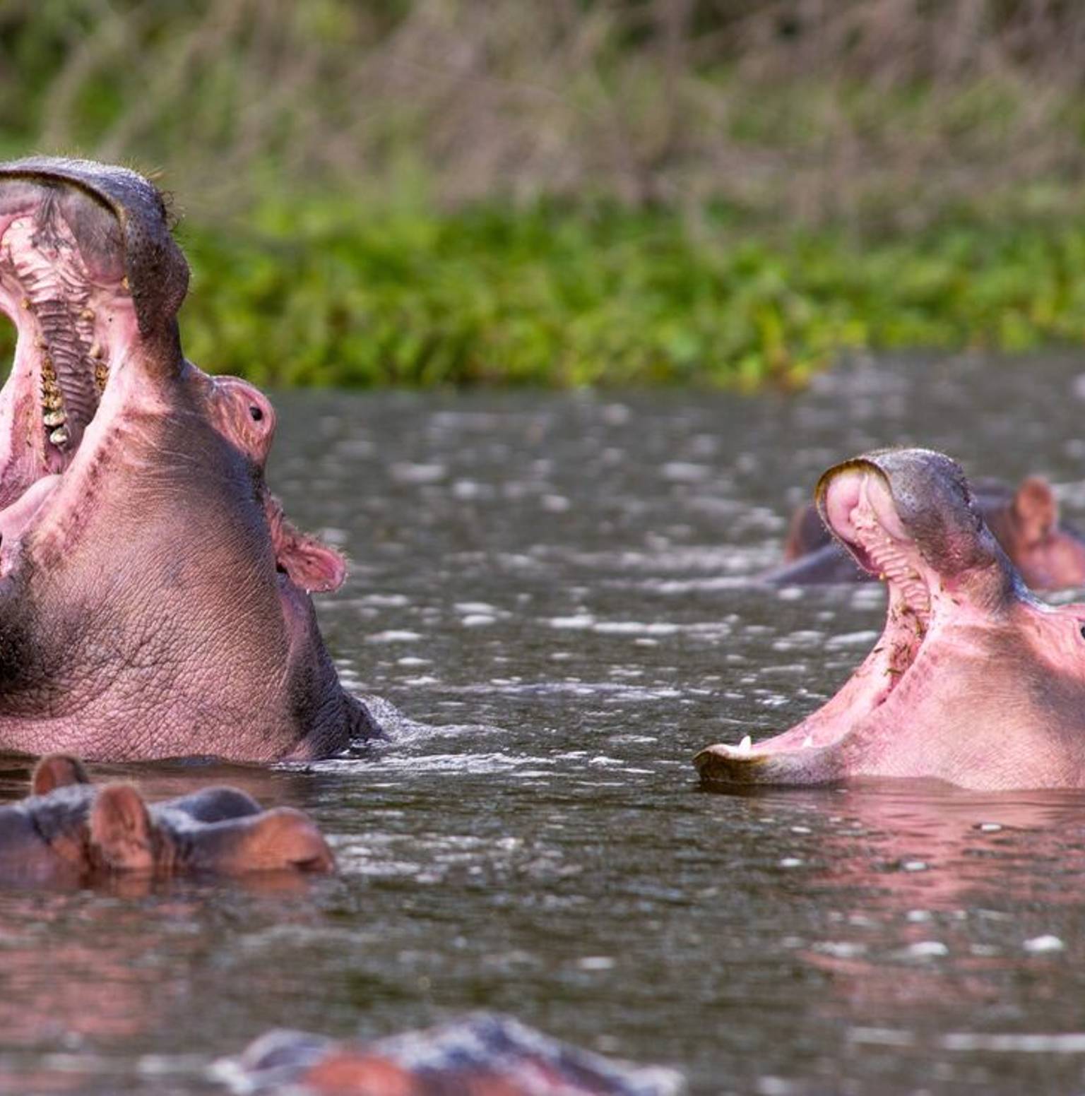 Lake Naivasha — Lake Nakuru