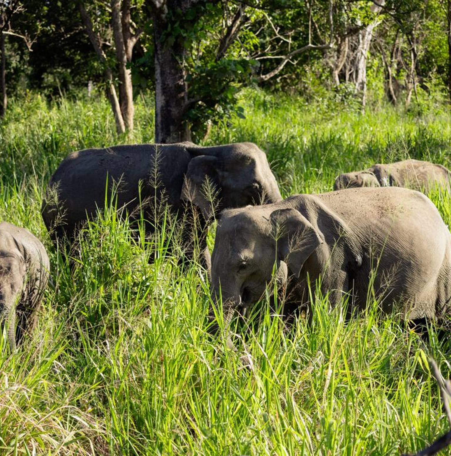 Udawalawe — Udawalawe National Park