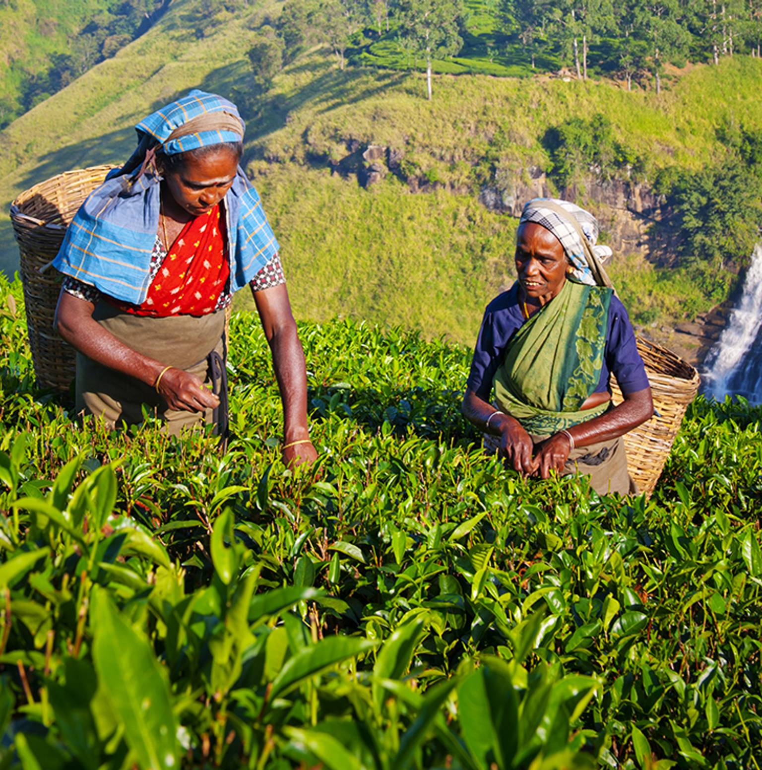 Bandarawela — Nuwara Eliya