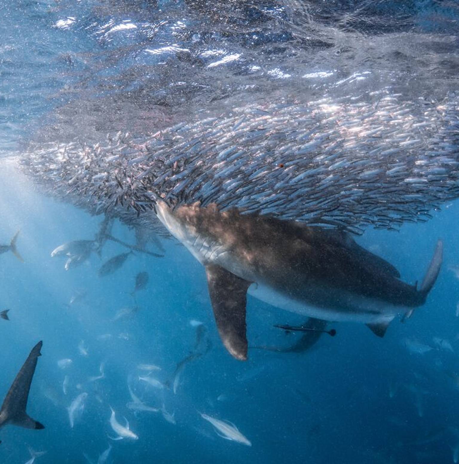 Ningaloo Reef / Exmouth — Cape Range National Park
