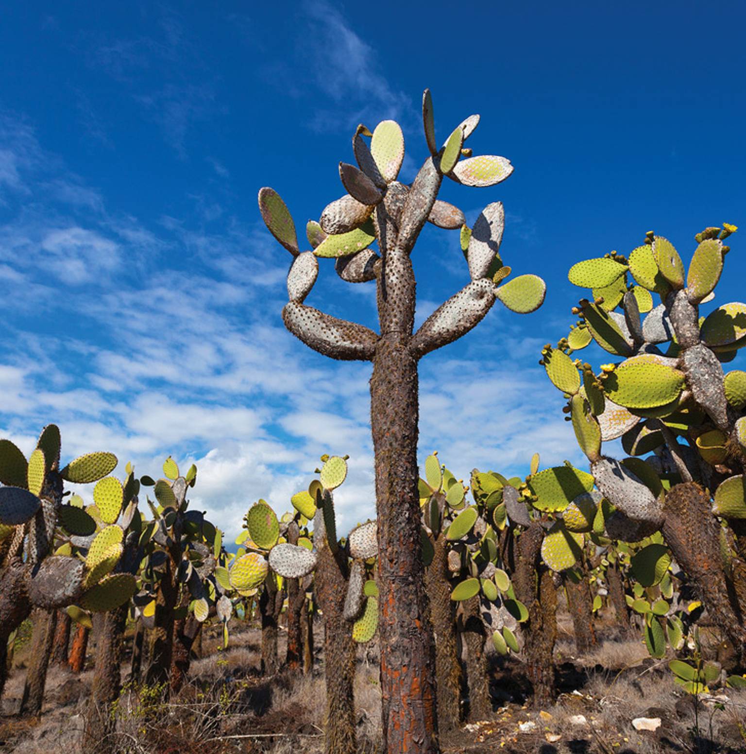 Isla Santiago/Isla Santa Cruz — Santiago Island