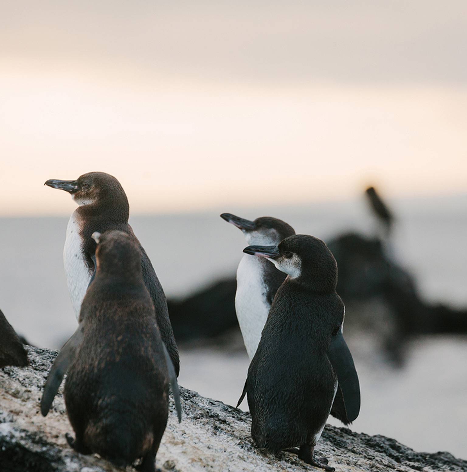 Isla North Seymour - Charles Darwin Research Station (Isla Santa Cruz) — Seymour Norte