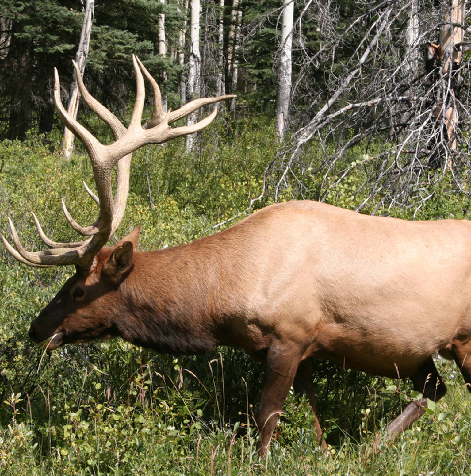 Jasper — Jasper National Park