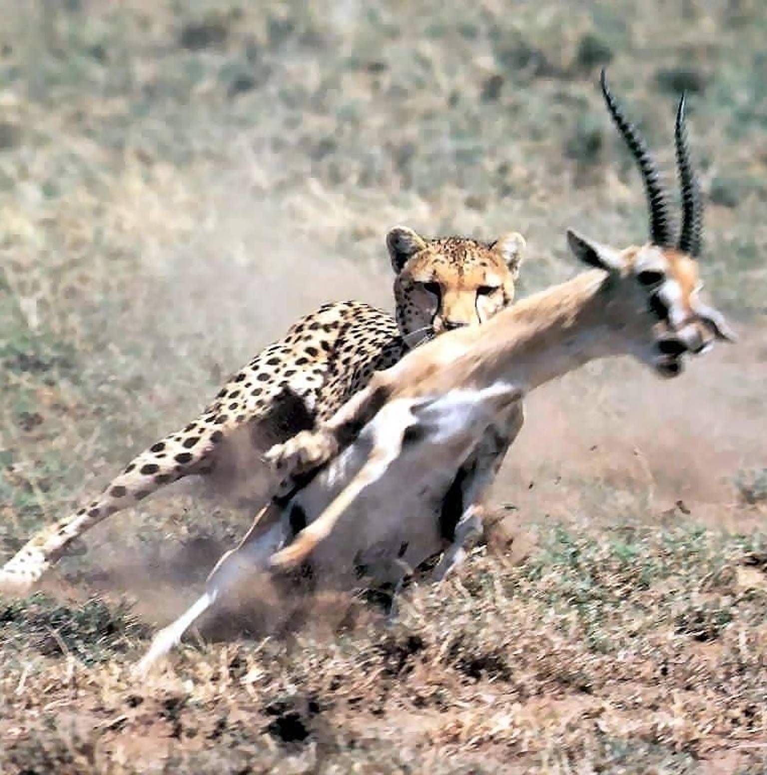 Serengeti National Park, Tanzania — Tarangire National Park