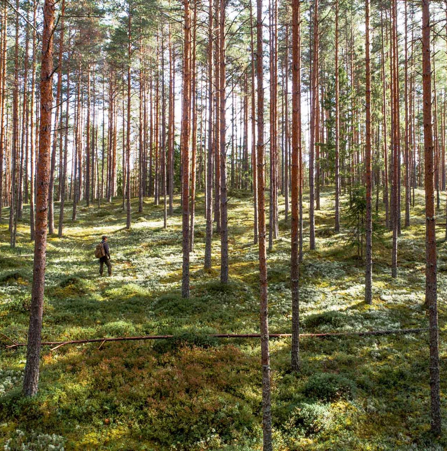 Soomaa National Park — Soomaa National Park